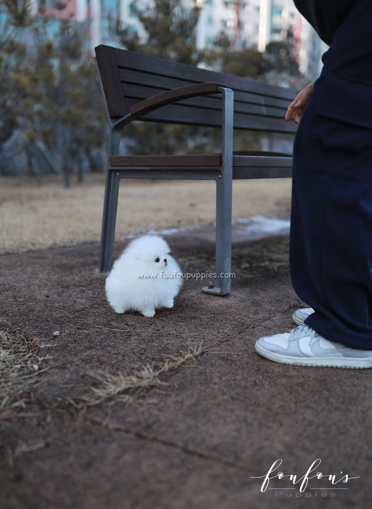 Belle - Pomeranian F.