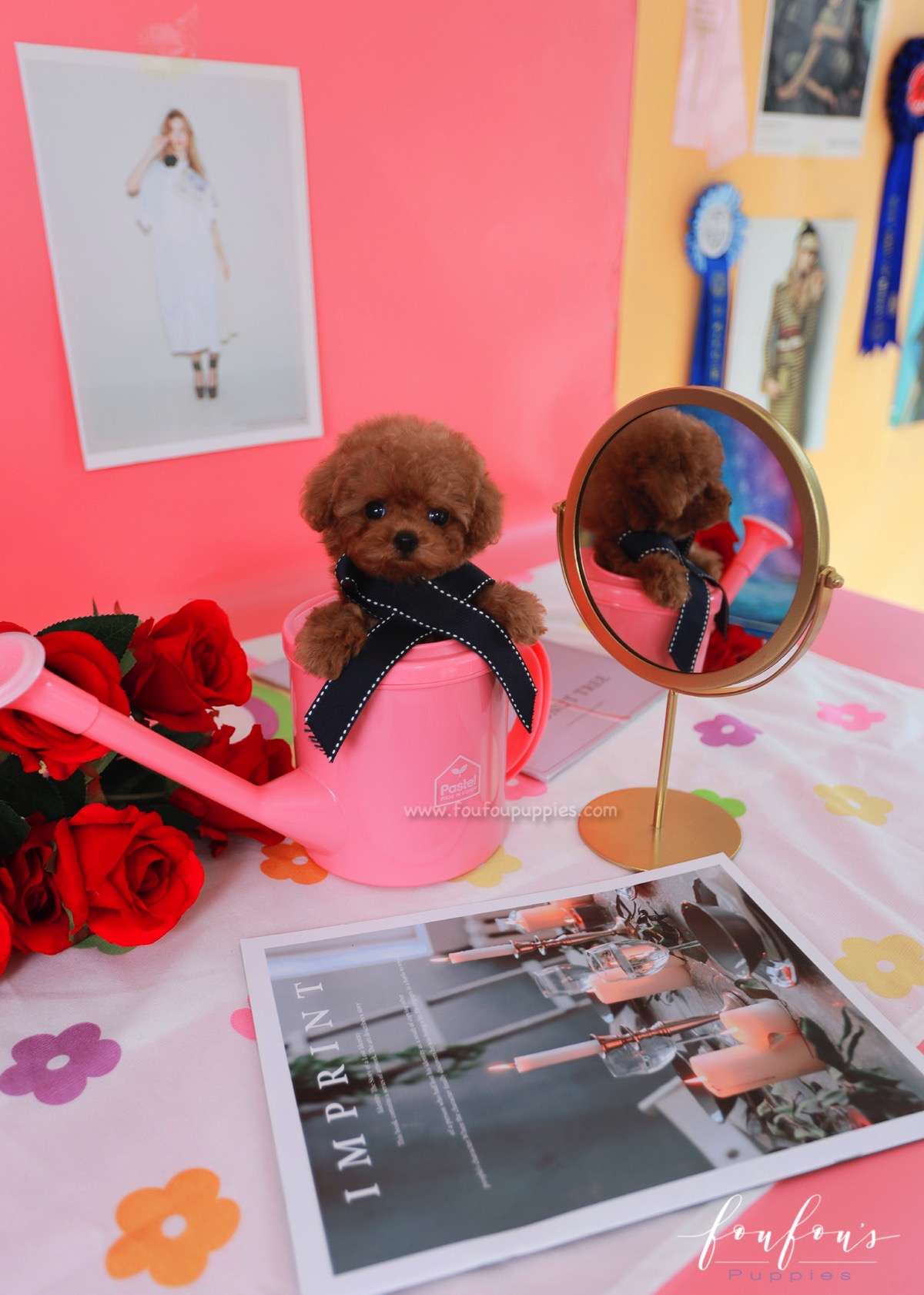 Rouge - Poodle F.