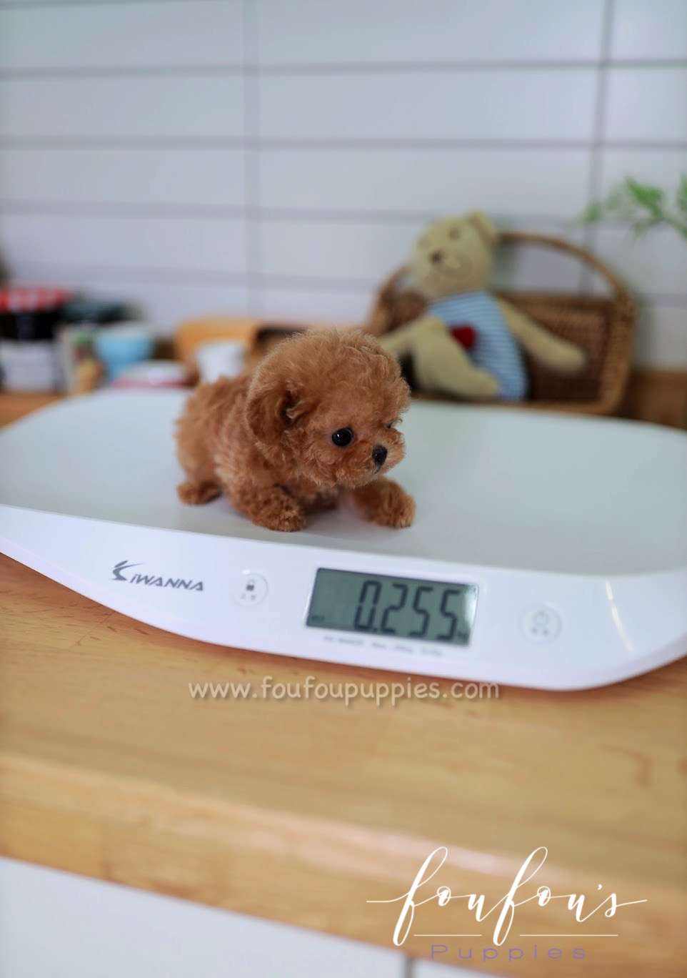 Honey - Poodle F.