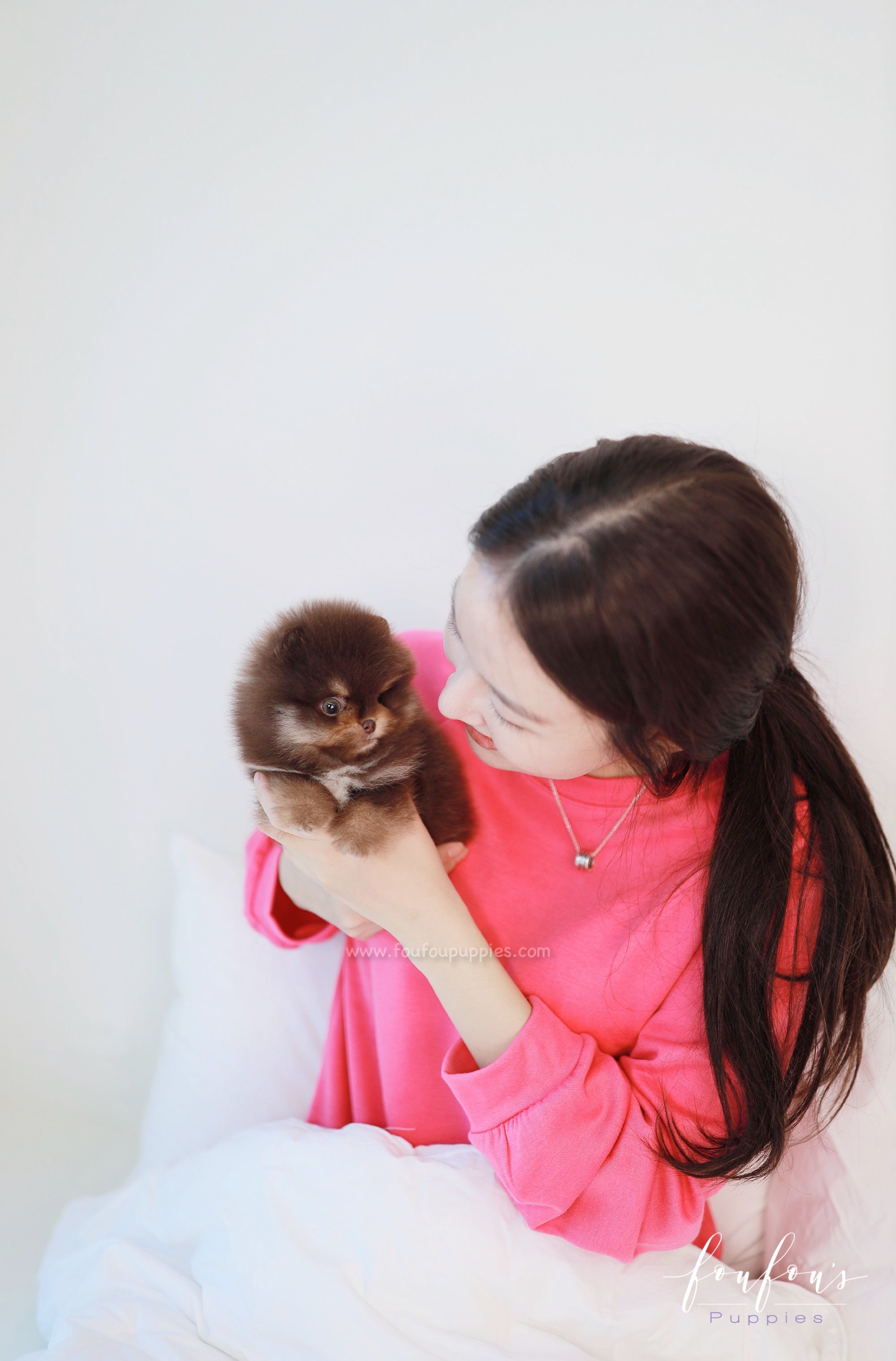 Truffle - Pomeranian M.