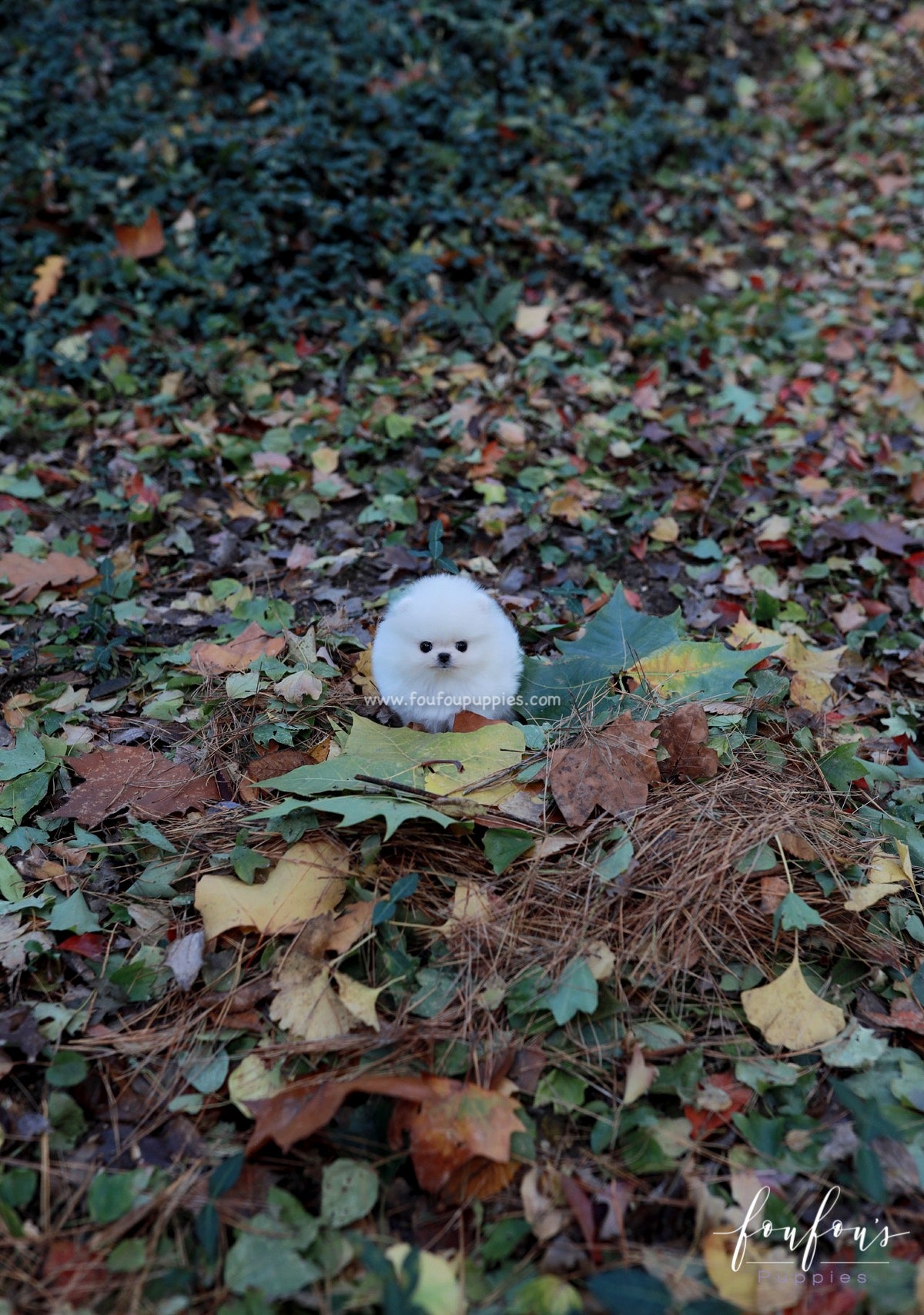 Bear - Pomeranian M.