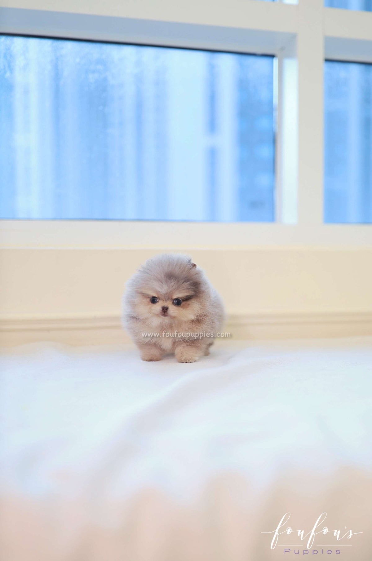 Cléo - Pomeranian F.