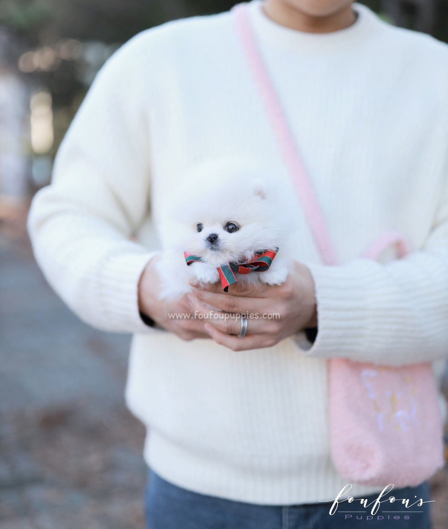 Gia - Pomeranian F
