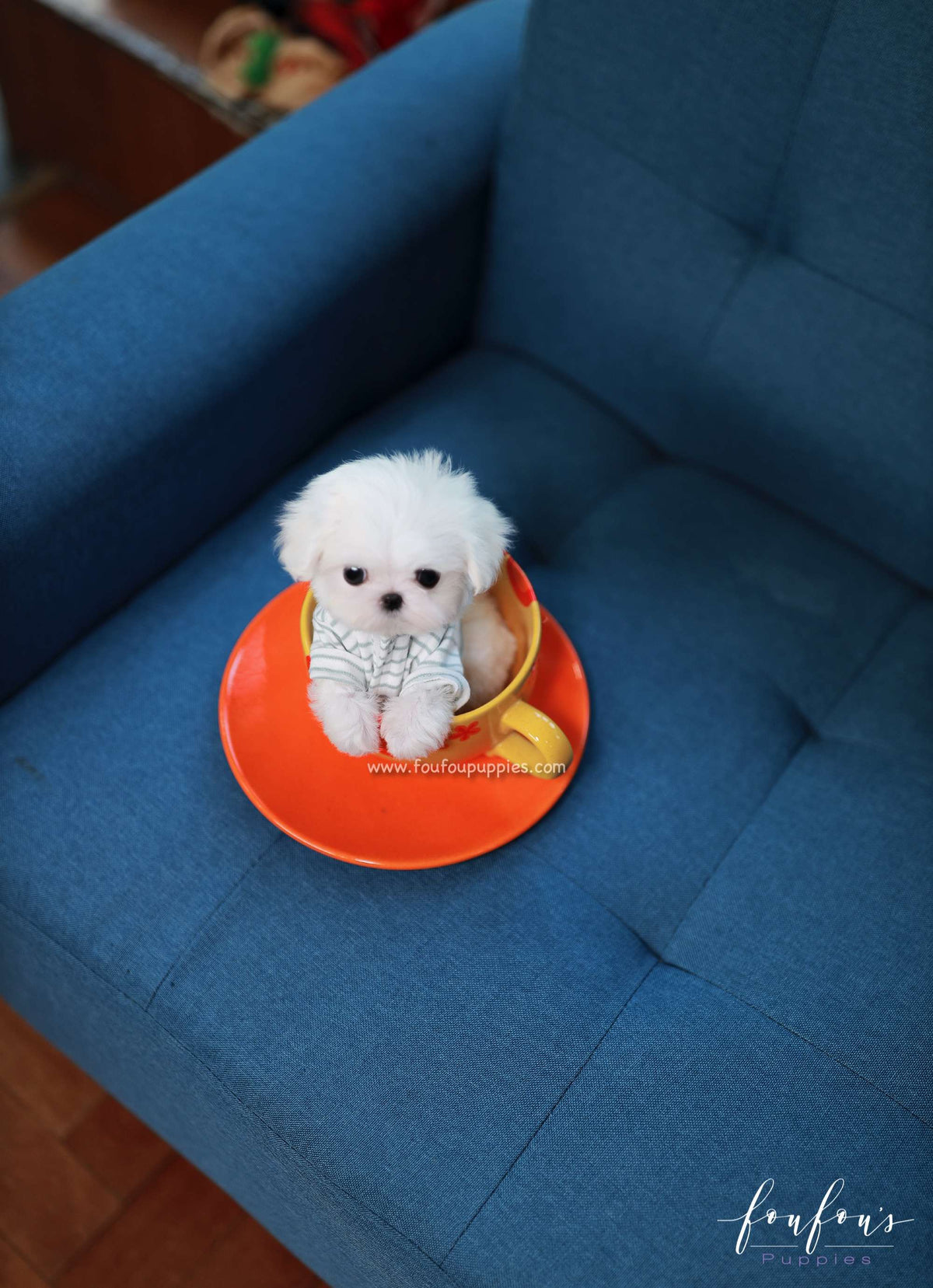 Bijou - Maltese F.