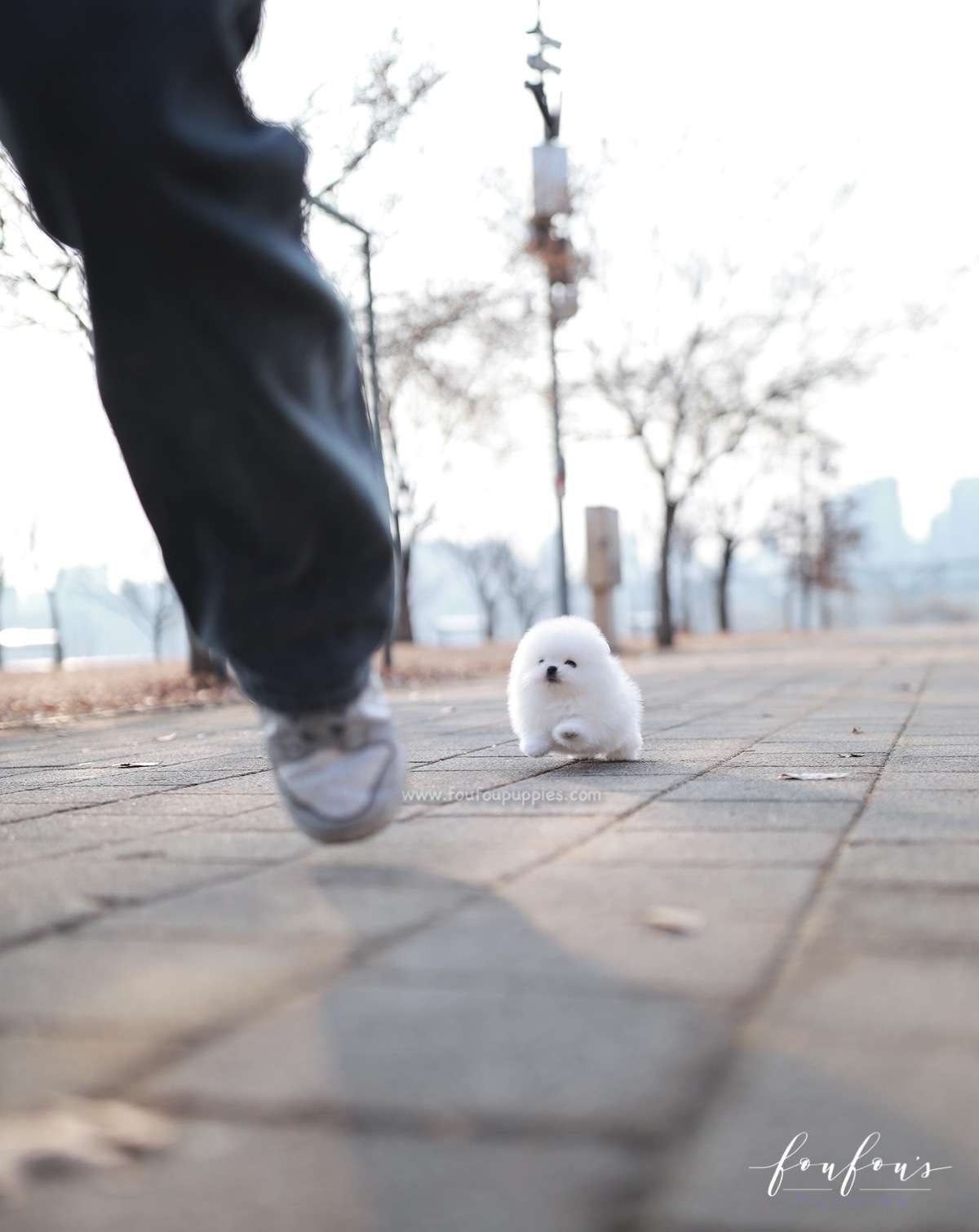 Duchess - Pomeranian F.