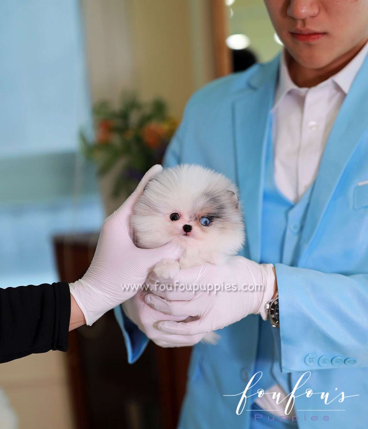 Teacup Pomeranian Puppy