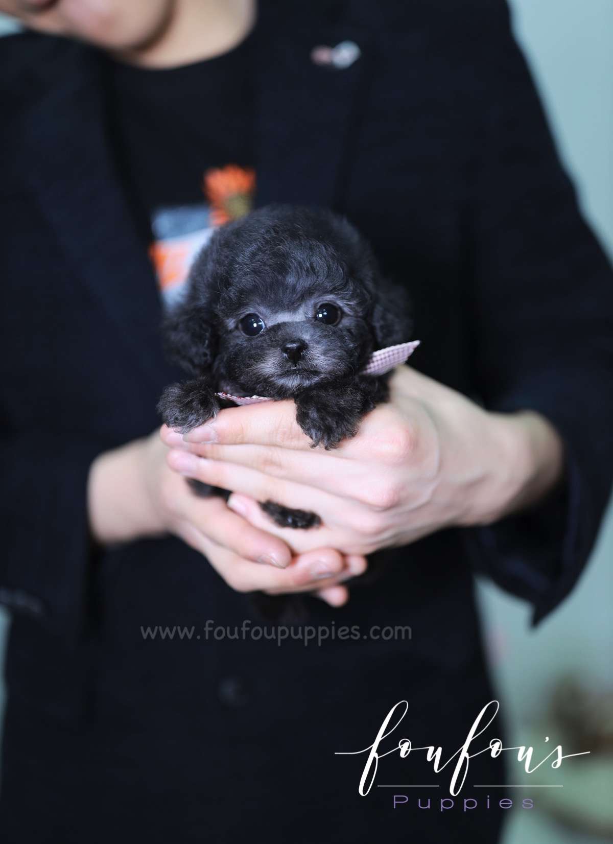 Orion - Poodle M.