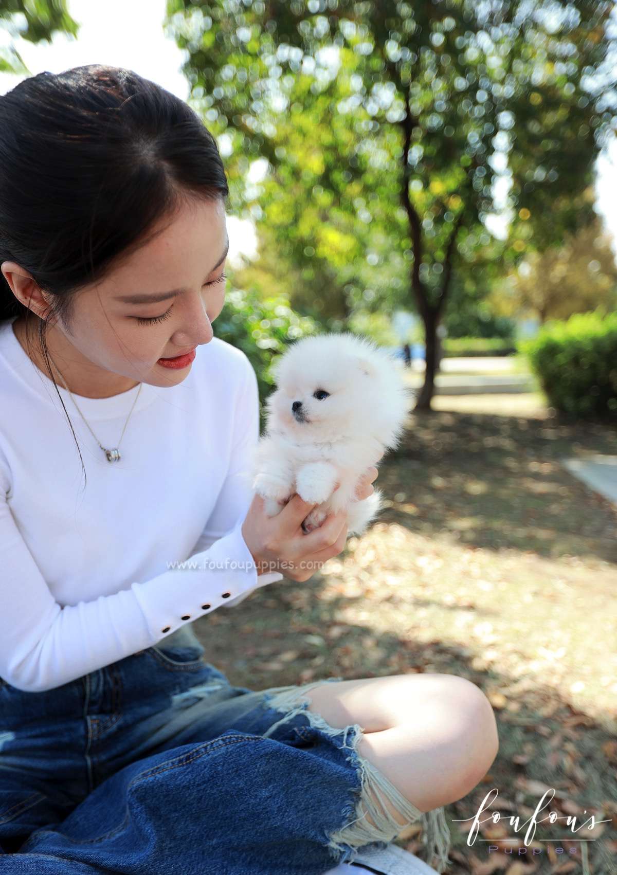Casper - Pomeranian M.