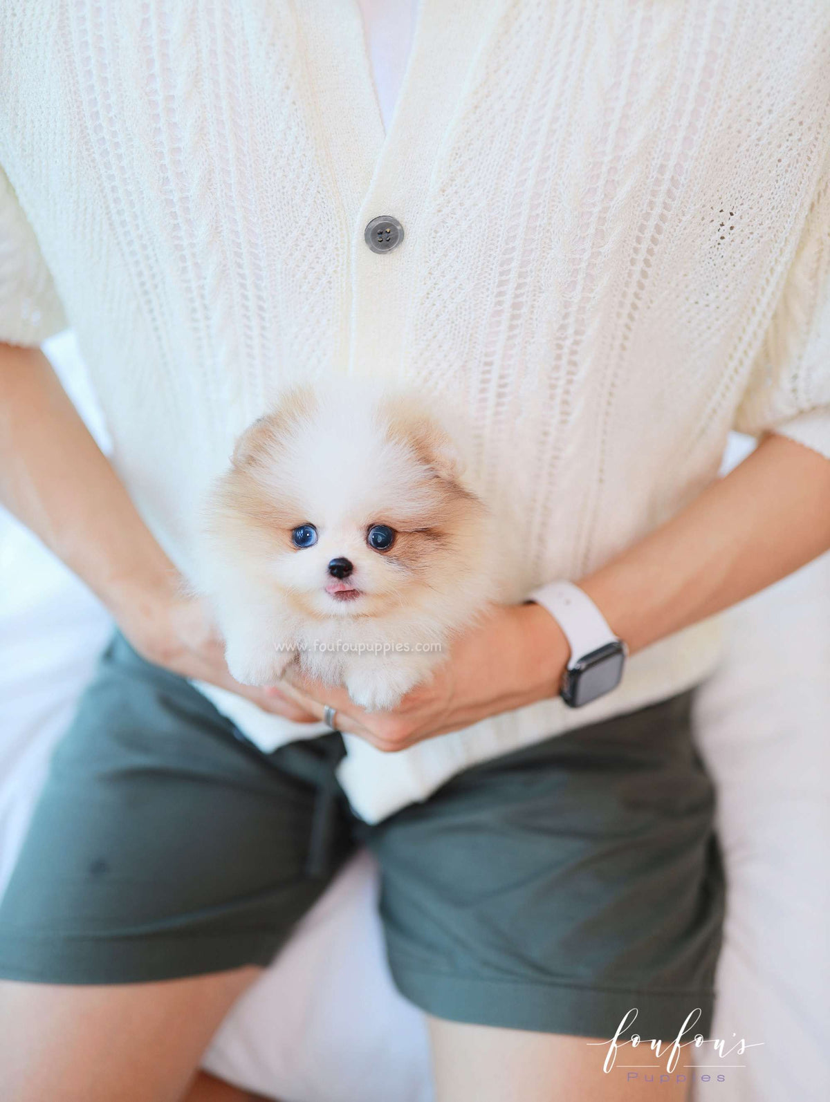 Bijou - Pomeranian F.