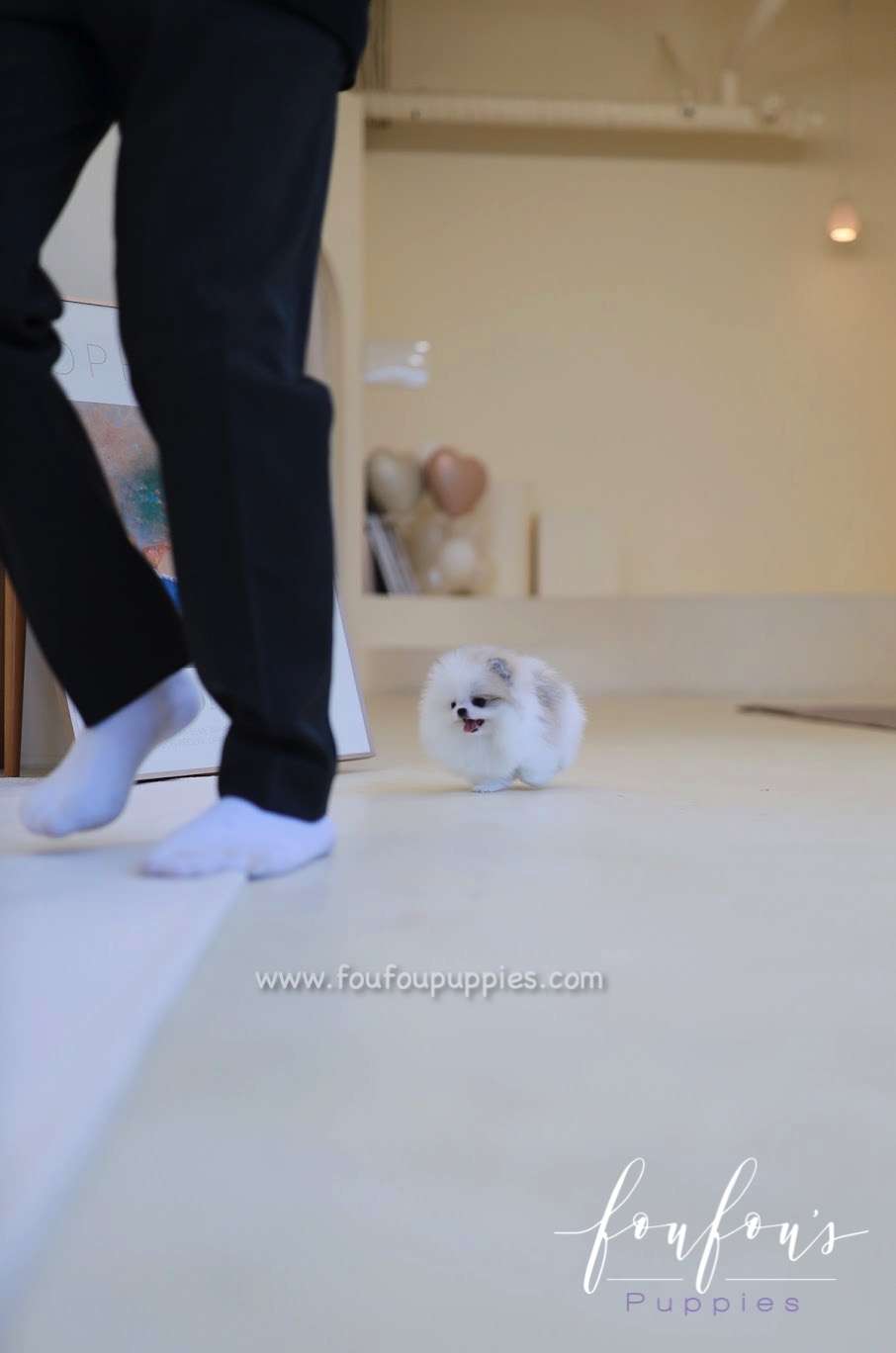 Olivia - Pomeranian F.