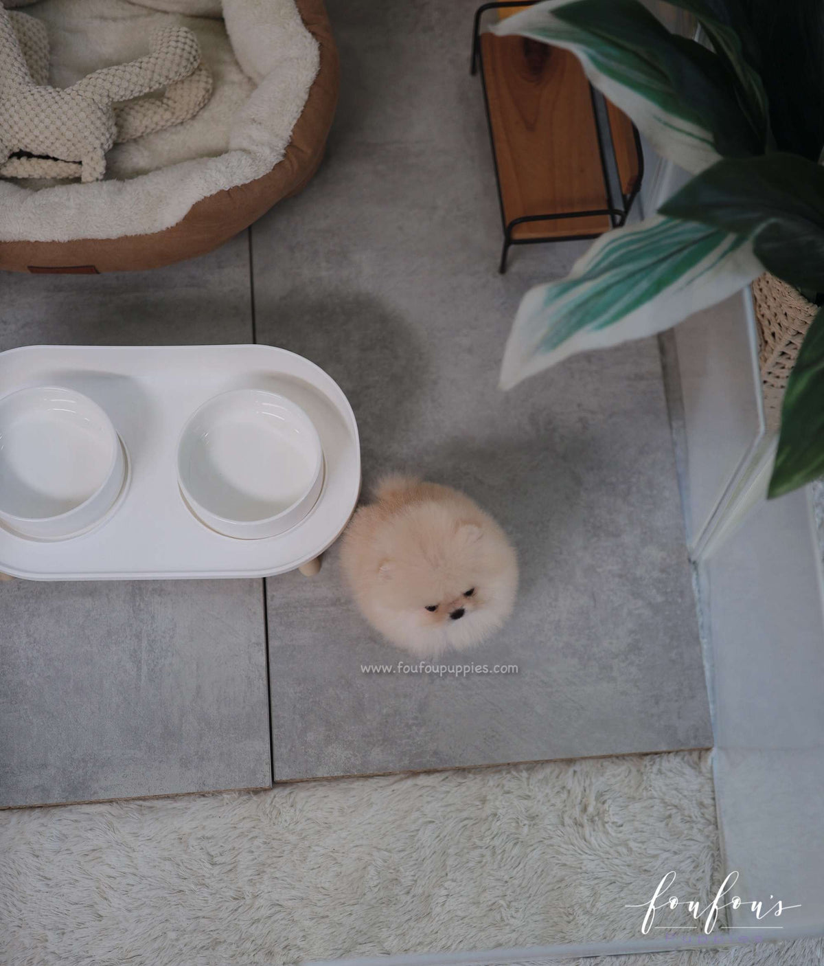 Duke - Pomeranian M.