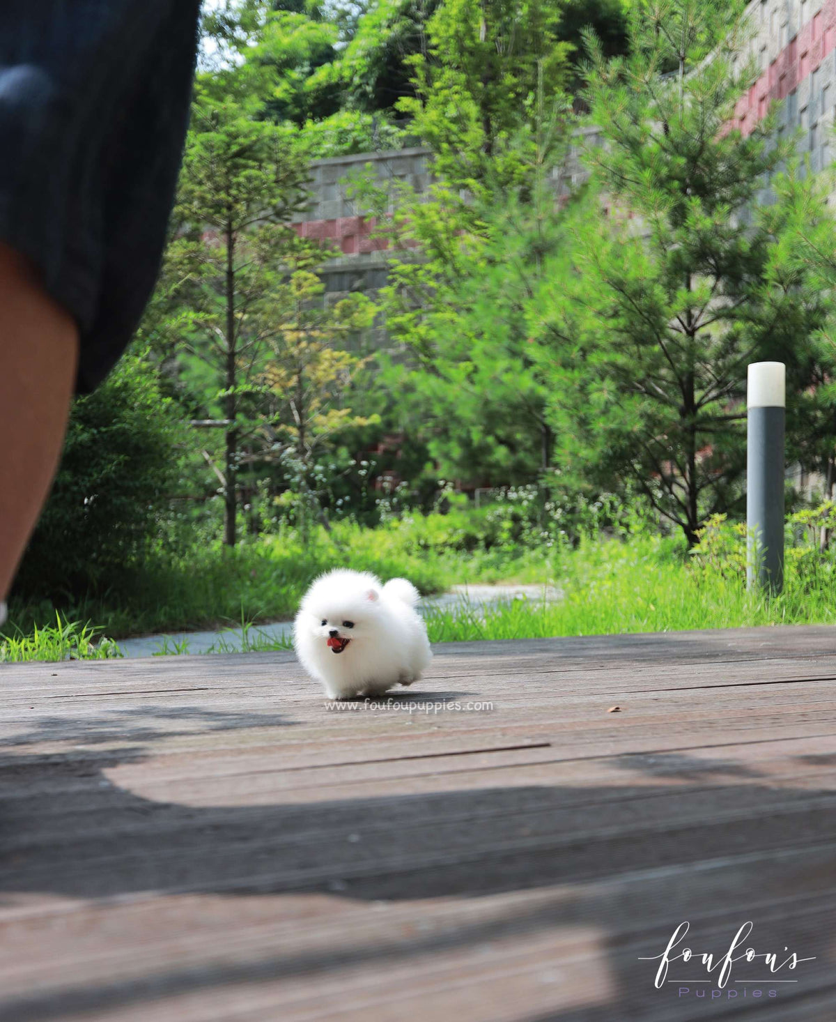 Willow - Pomeranian F.