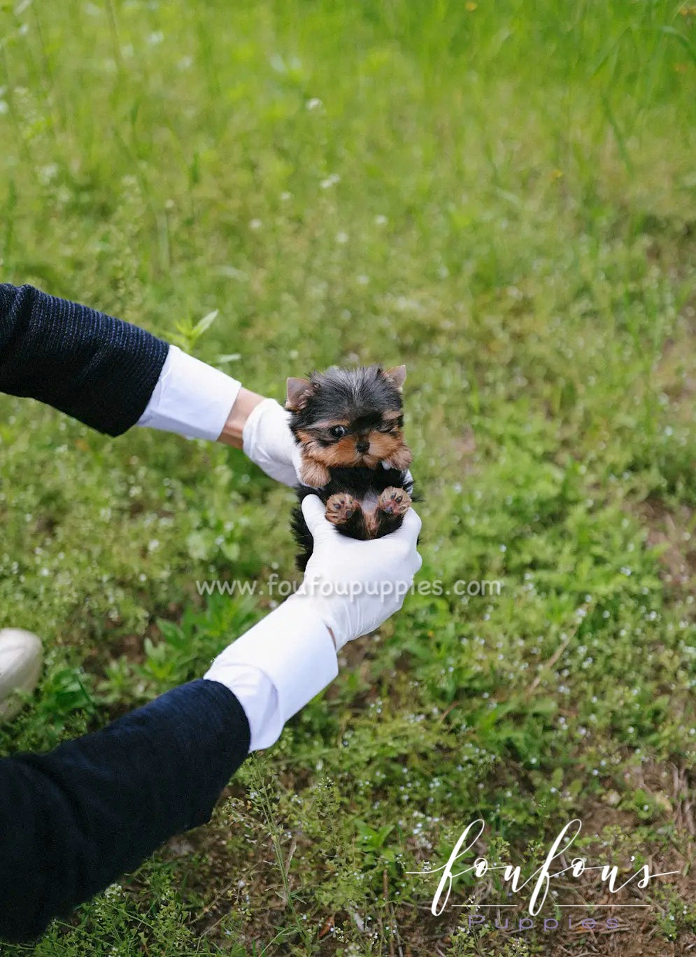 Allie - Yorkshire Terrier F.