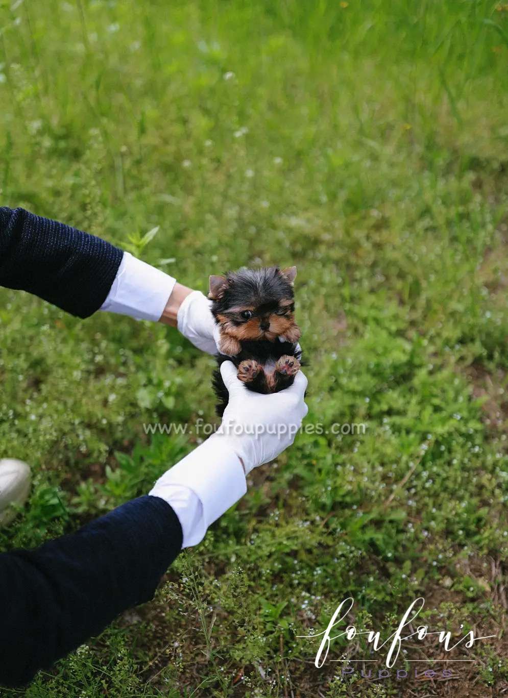 Allie - Yorkshire Terrier F.