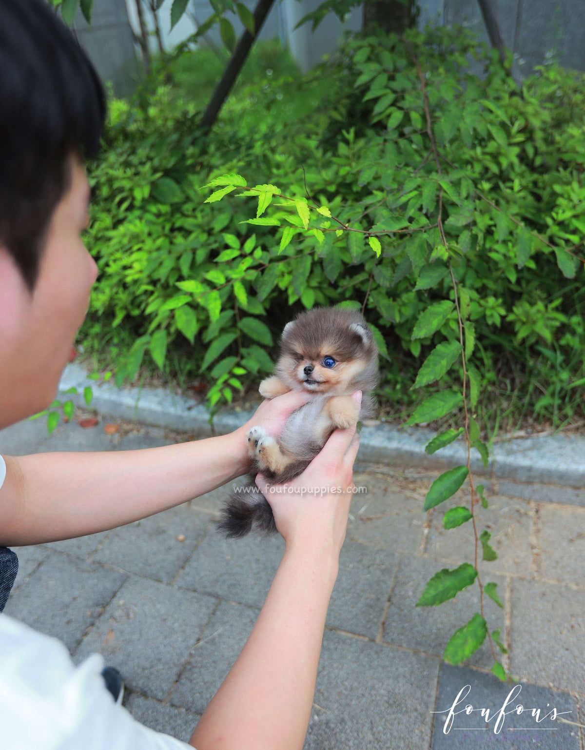 Azure - Pomeranian M.