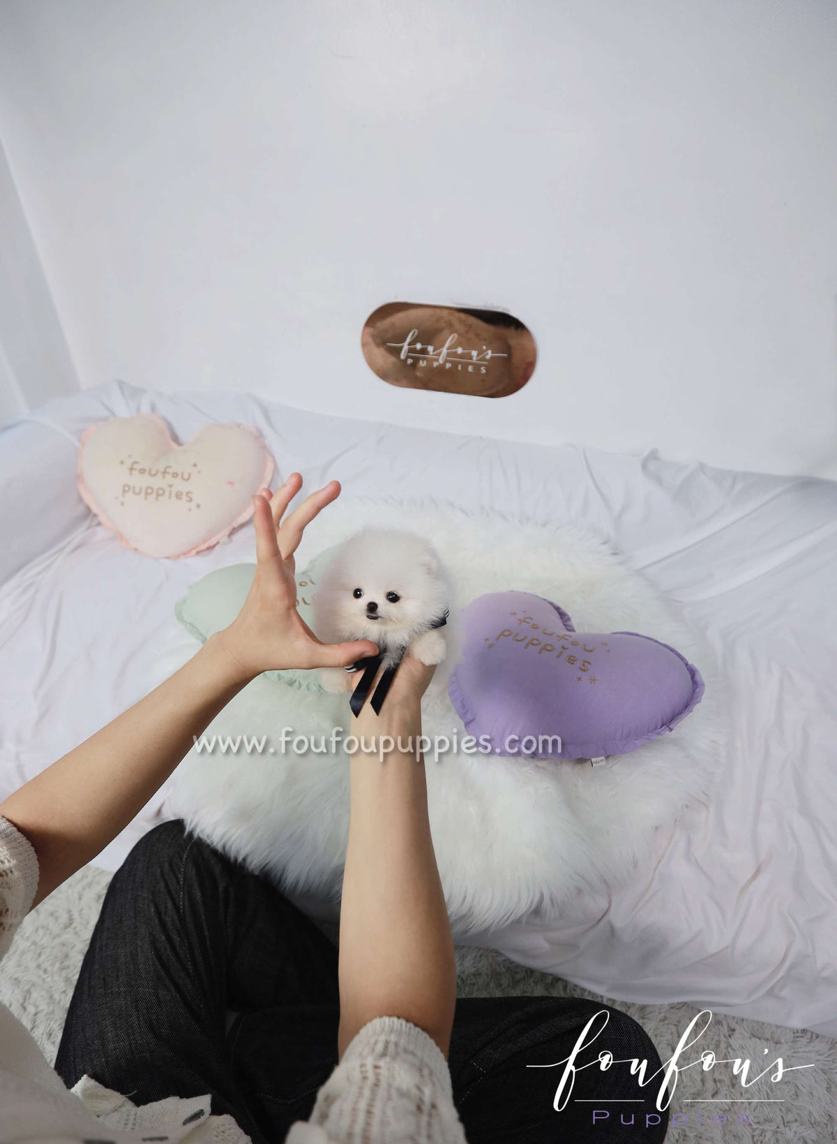 Electra - Pomeranian F.