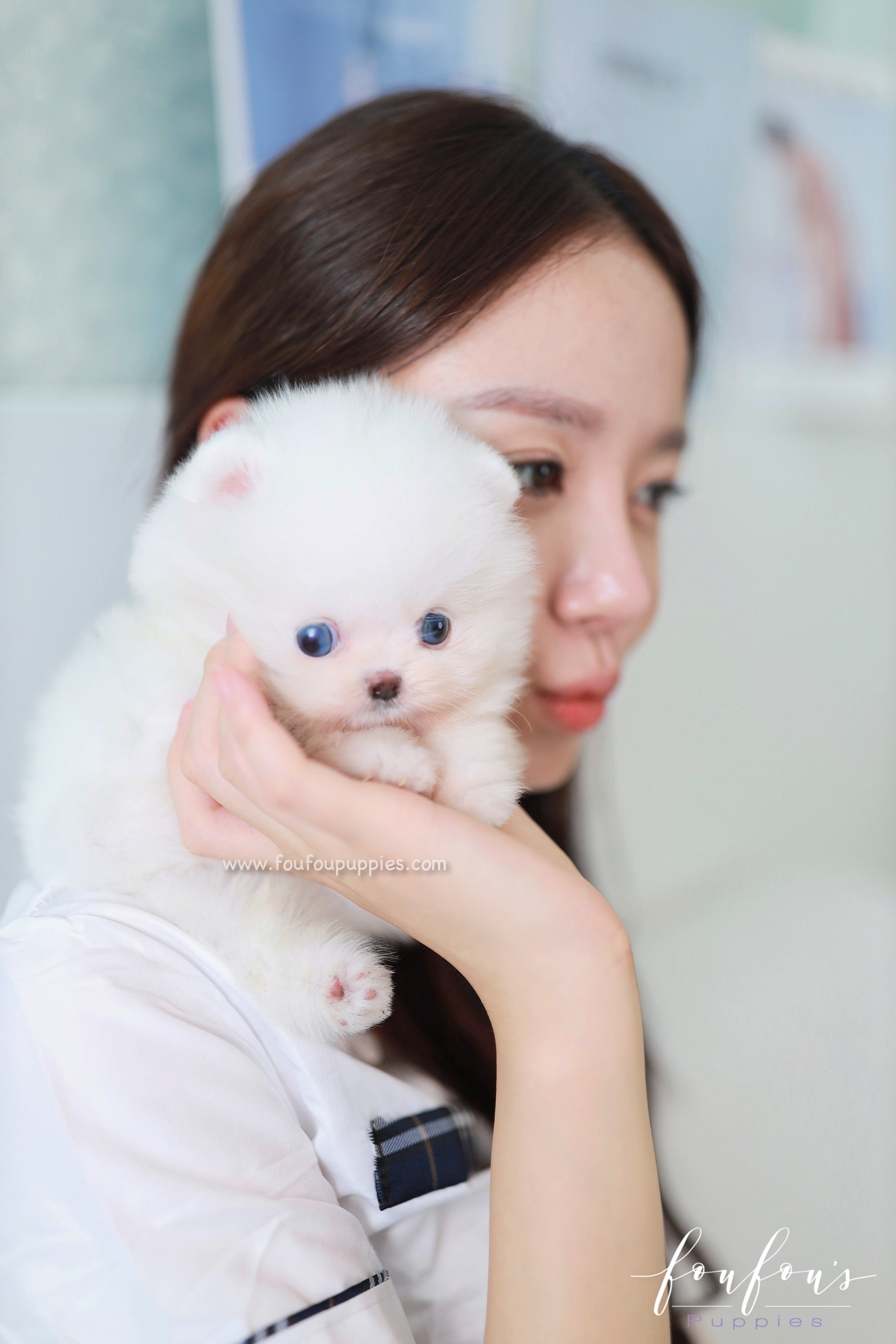 Ciel - Pomeranian F.
