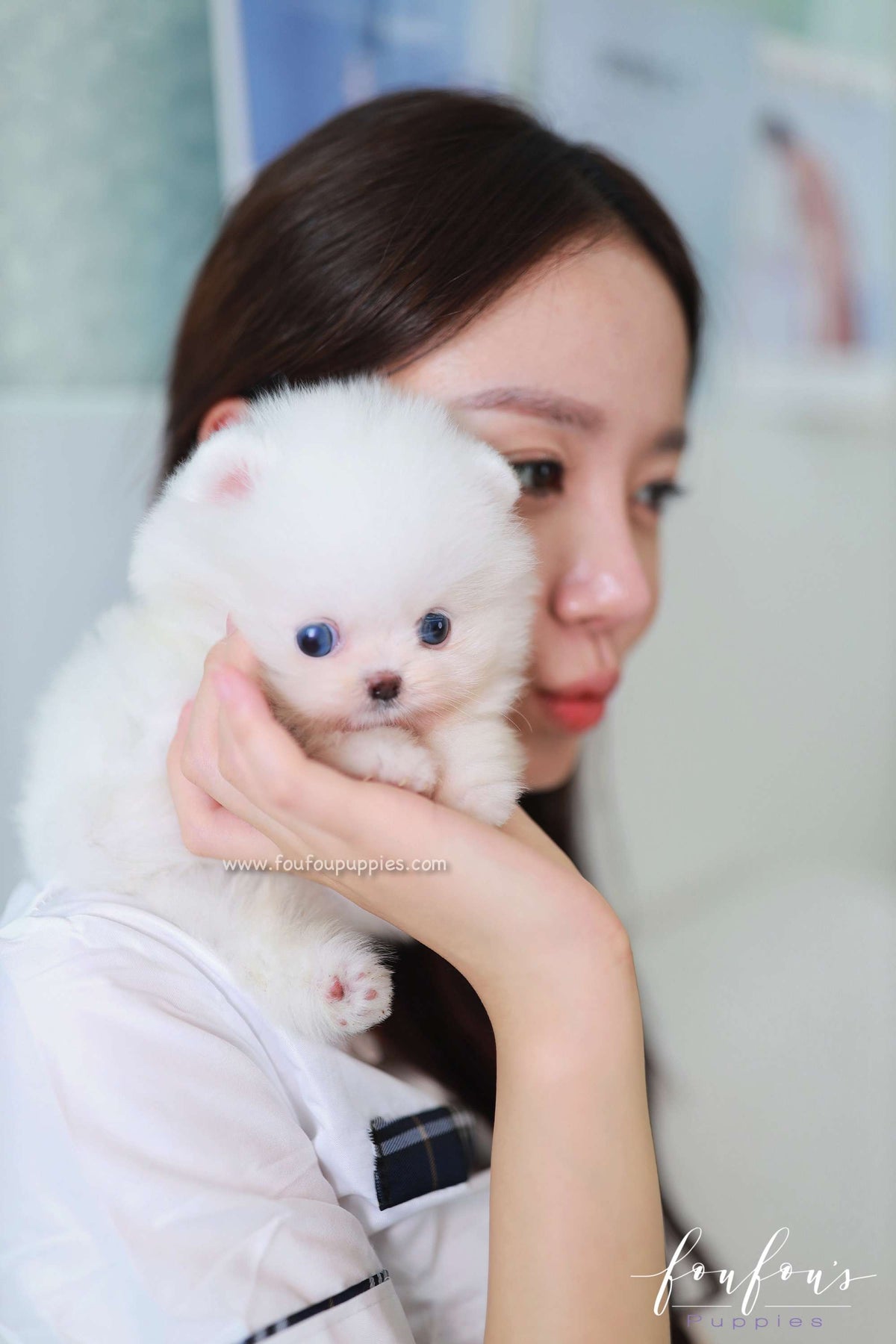 Ciel - Pomeranian F.