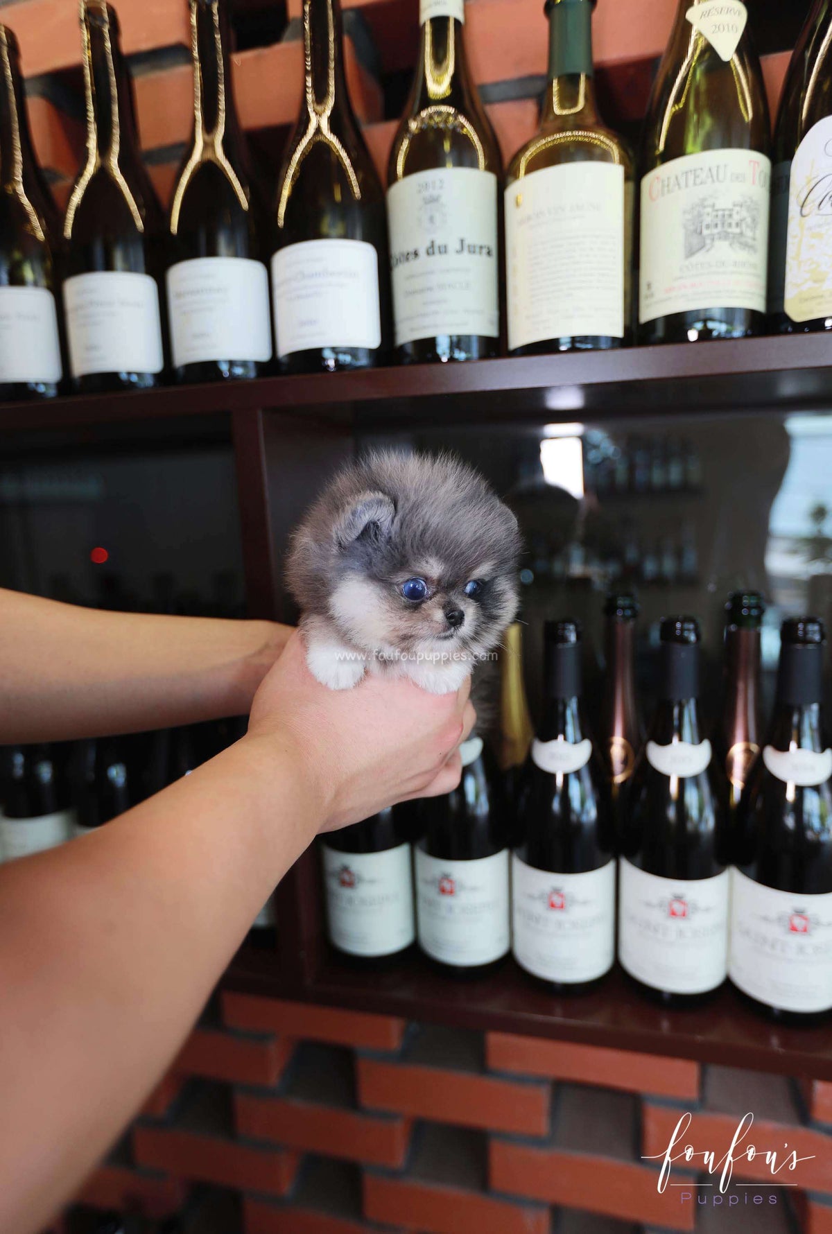 Chance - Pomeranian M.