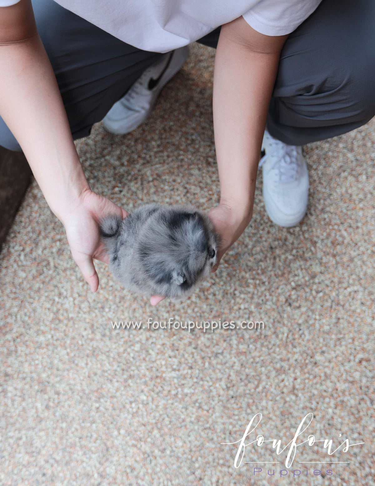 Celestia - Pomeranian F.