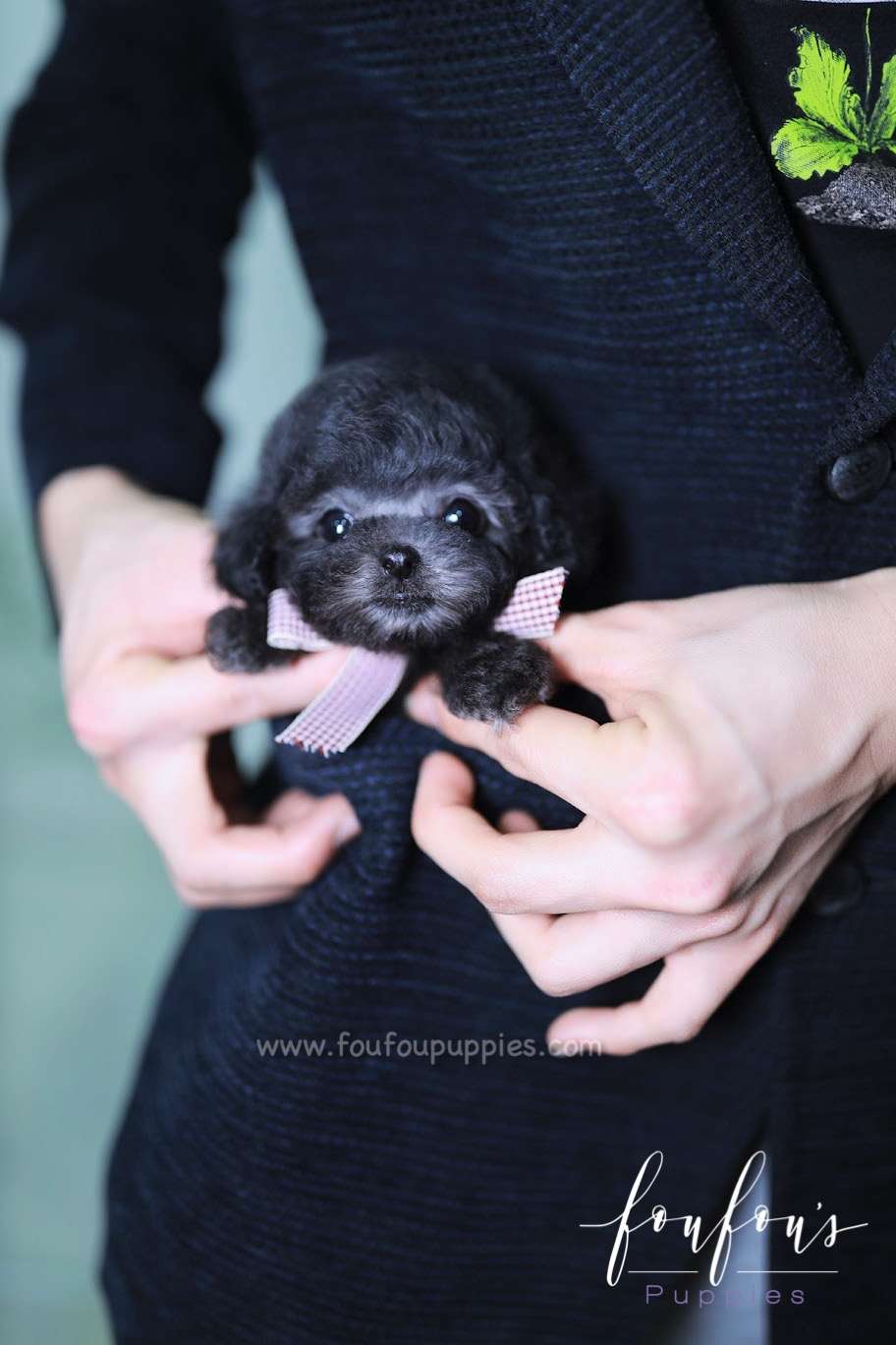 Orion - Poodle M.
