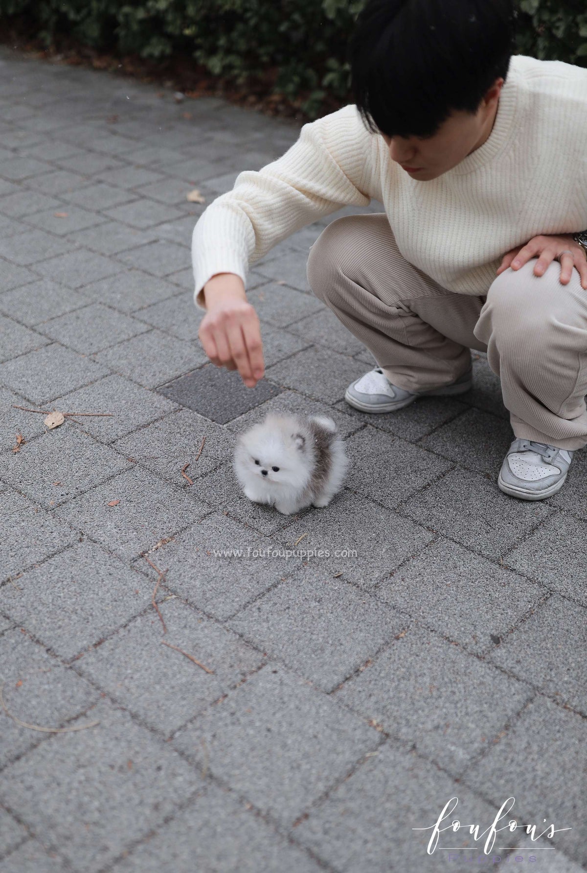 Pucci - Pomeranian M.
