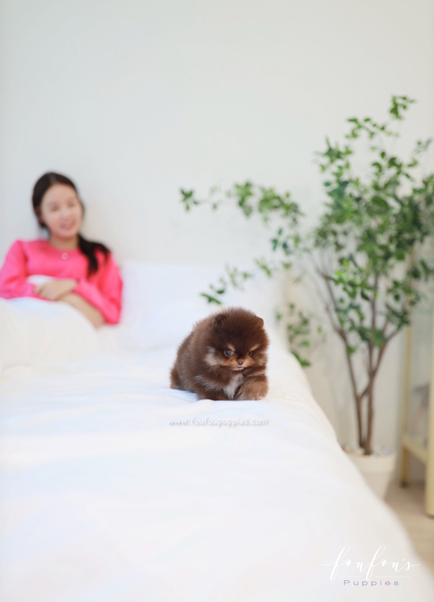 Truffle - Pomeranian M.