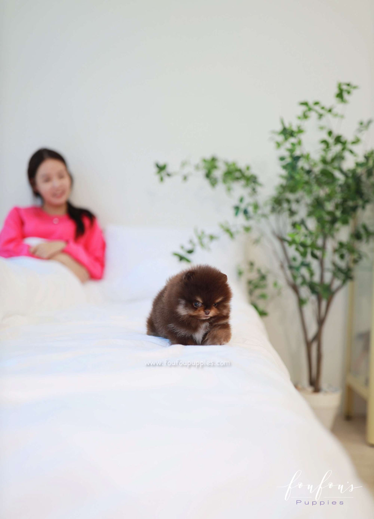 Truffle - Pomeranian M.