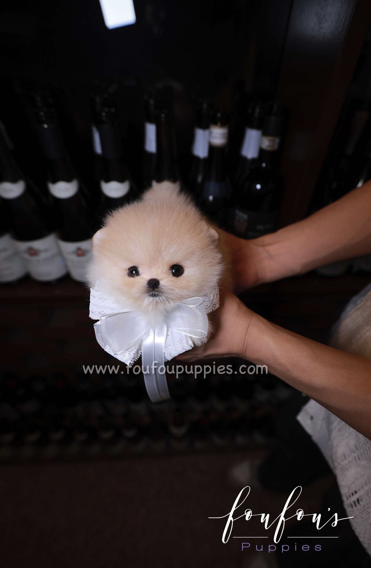 Cotton - Pomeranian F.
