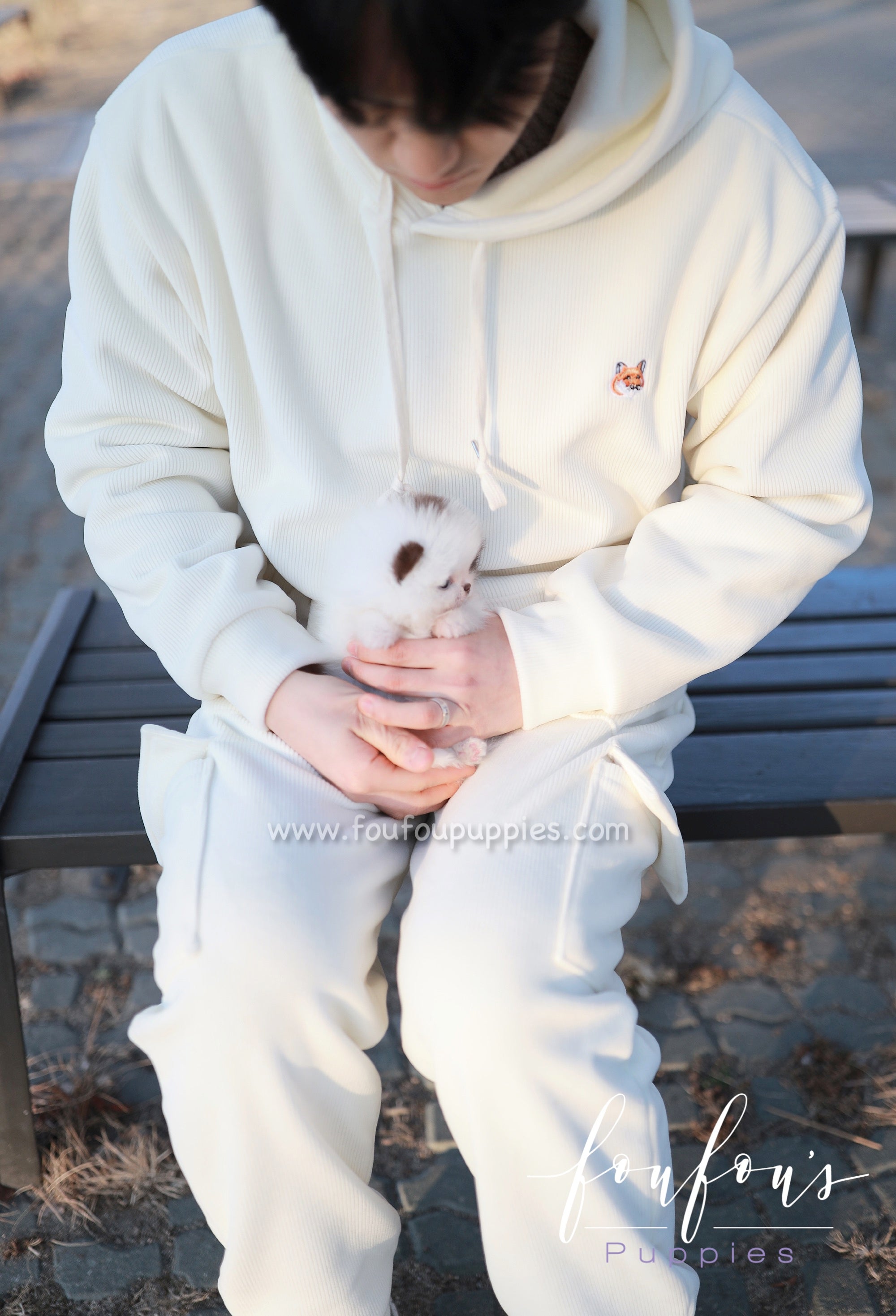 Gino - Pomeranian M.