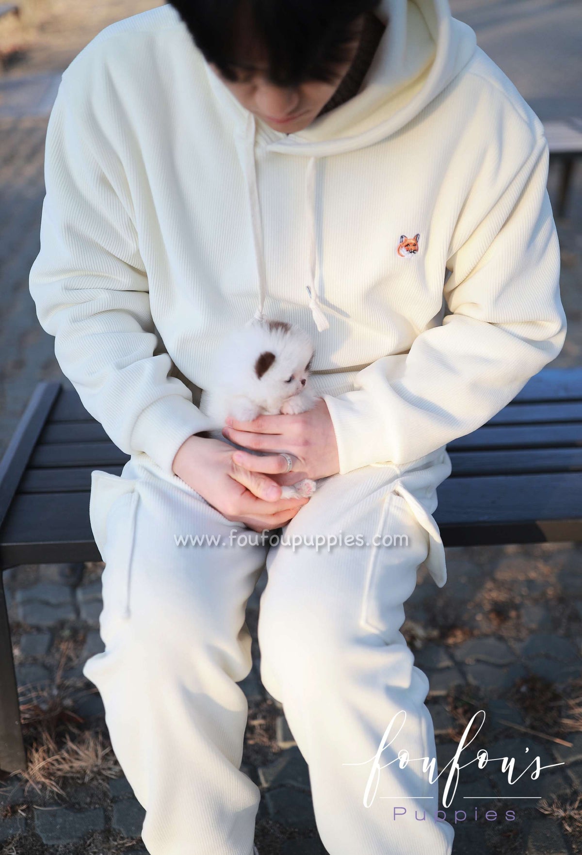 Gino - Pomeranian M.