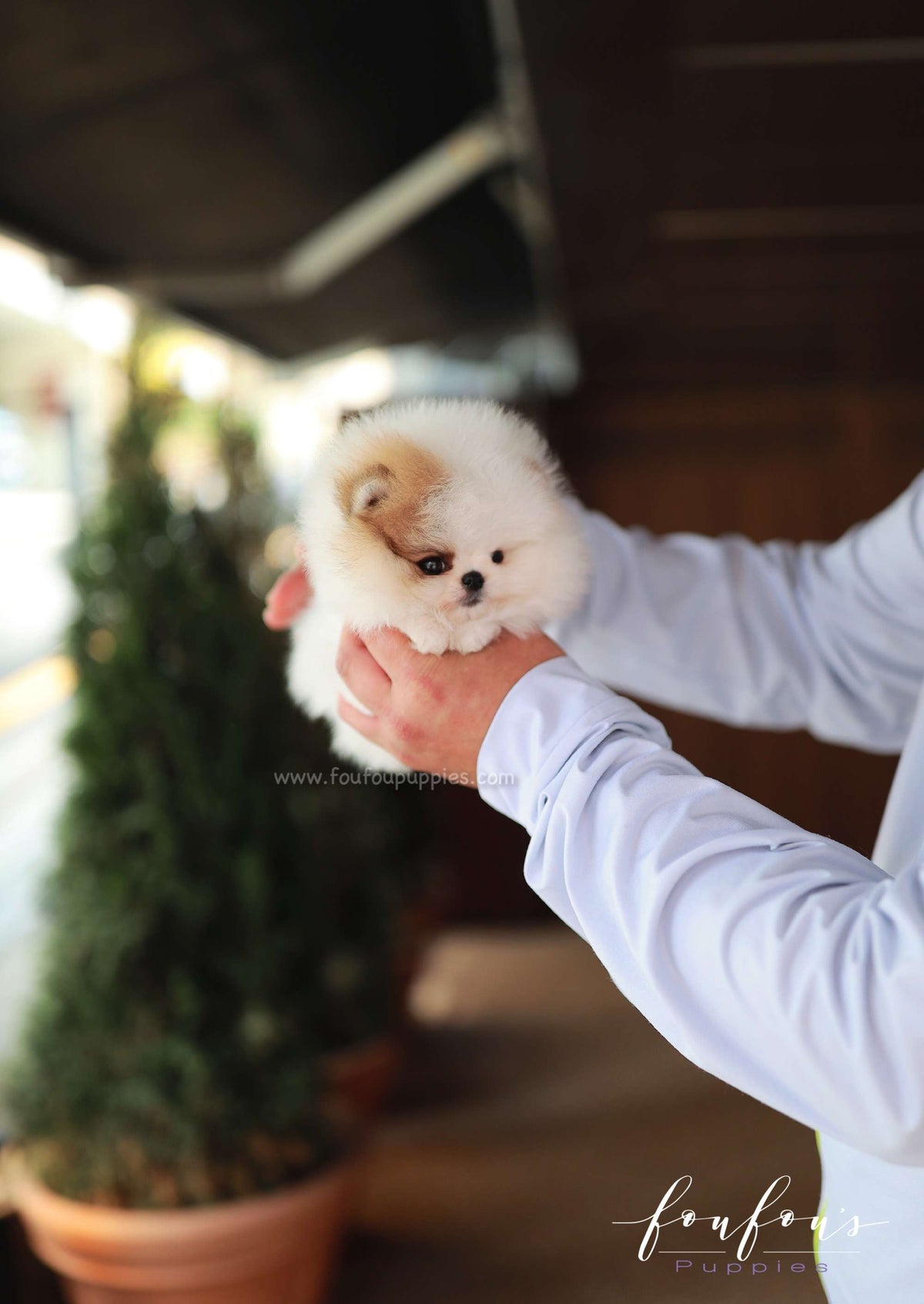 Maximus - Pomeranian M.