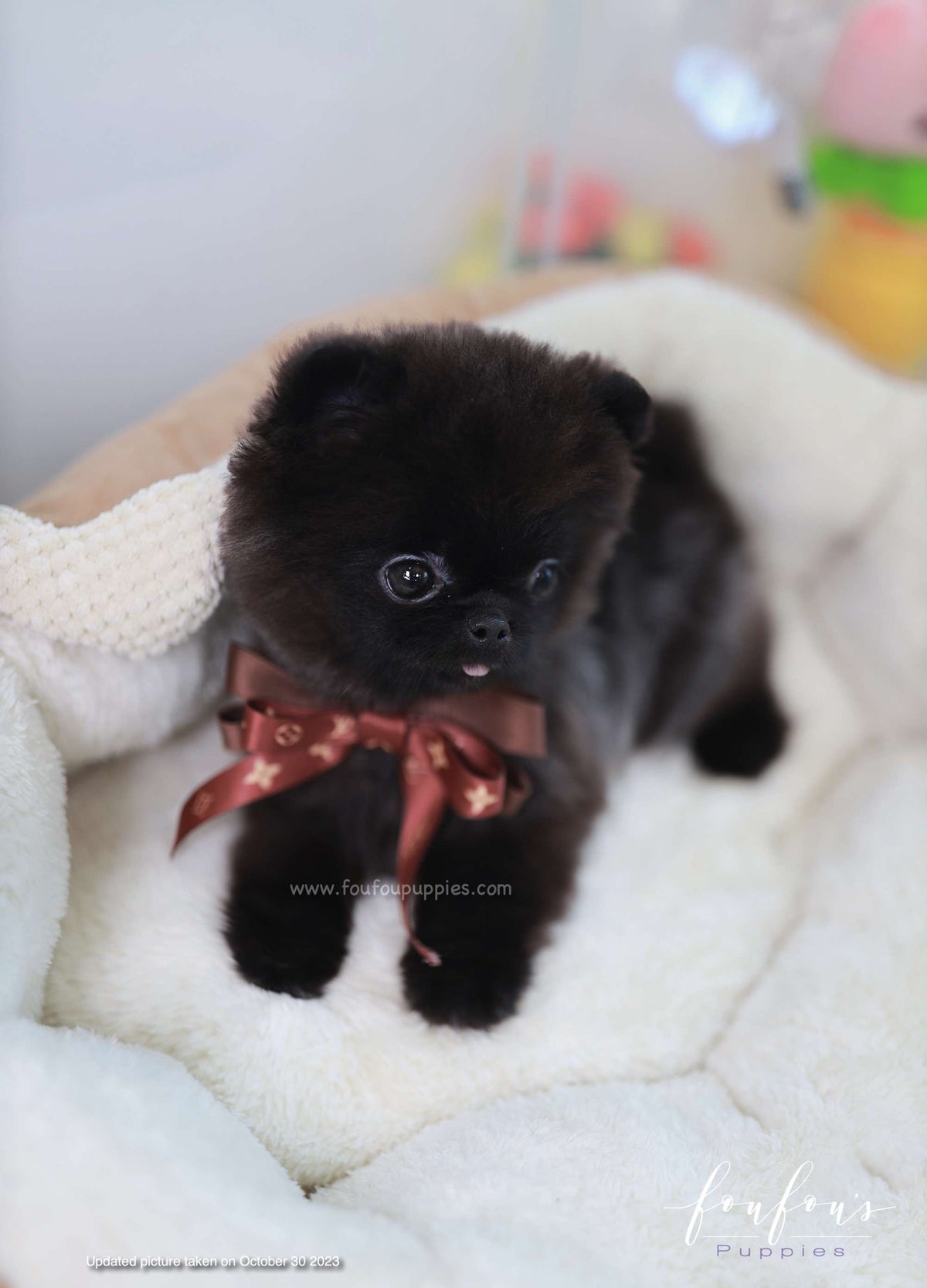 Matix - Pomeranian M.