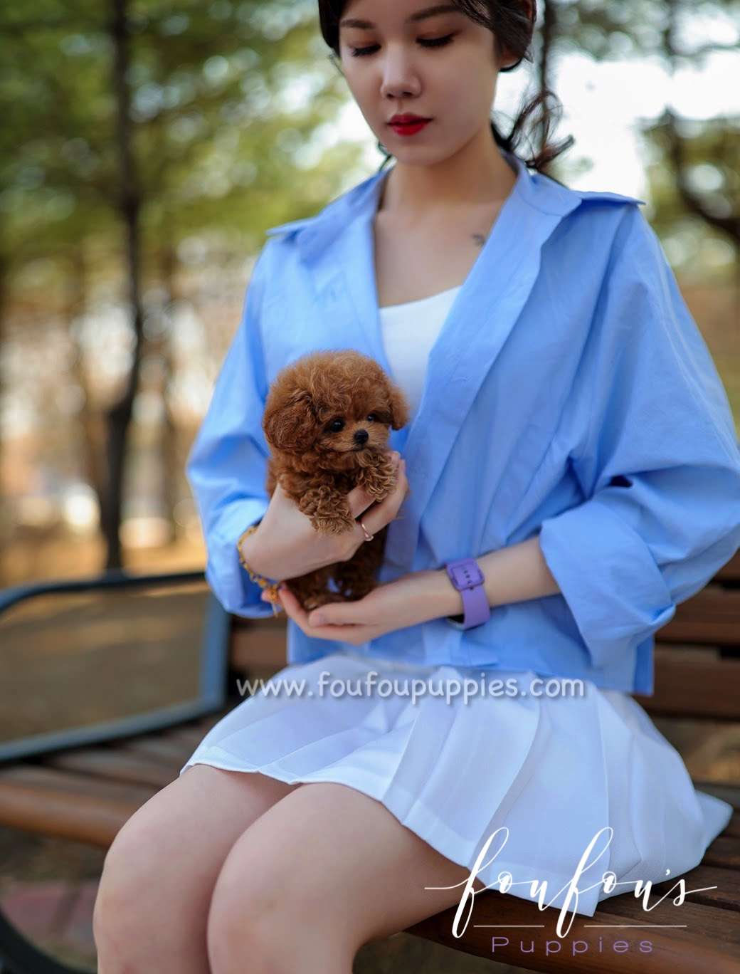 Zoey - Poodle F.