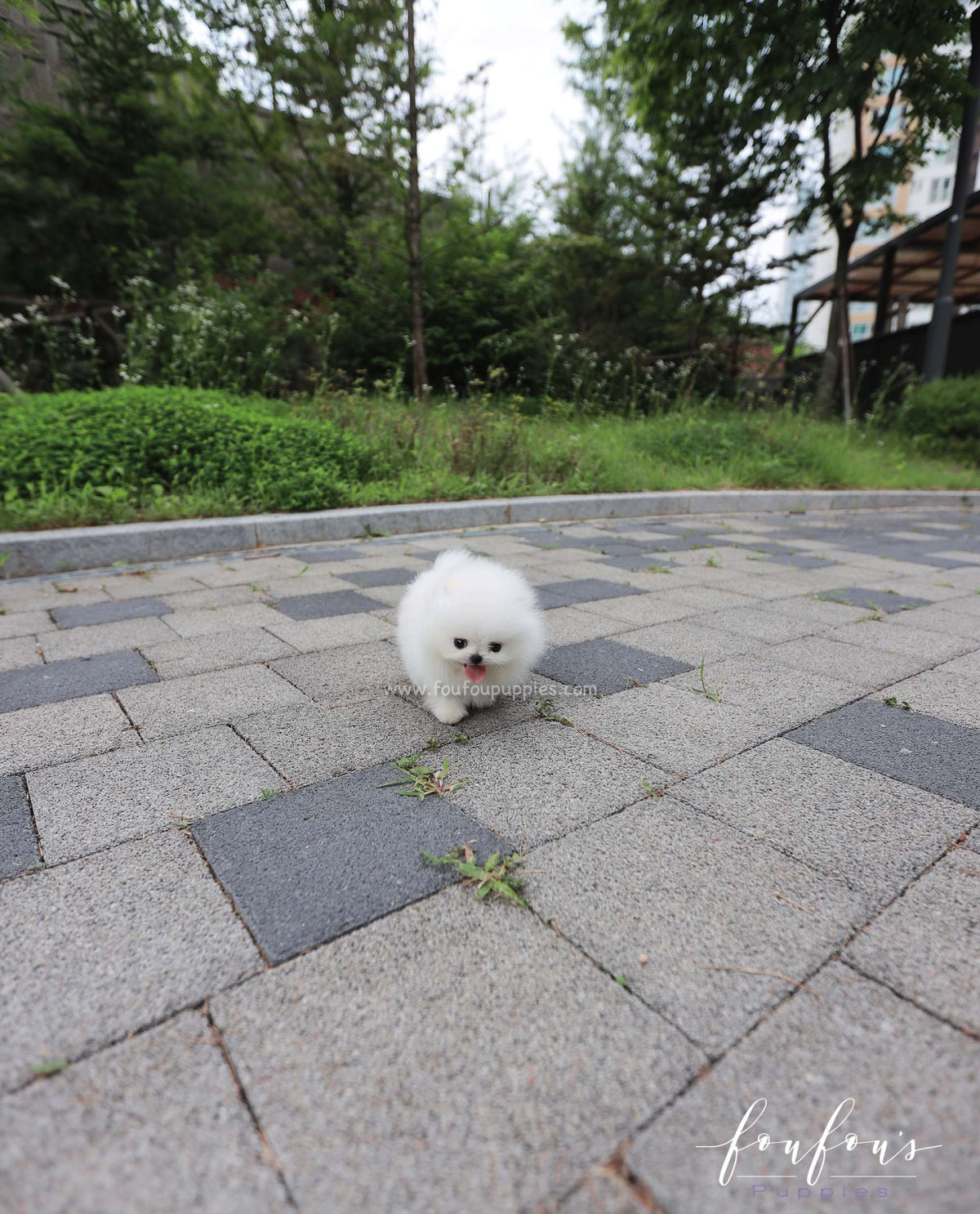 Sushi - Pomeranian M.
