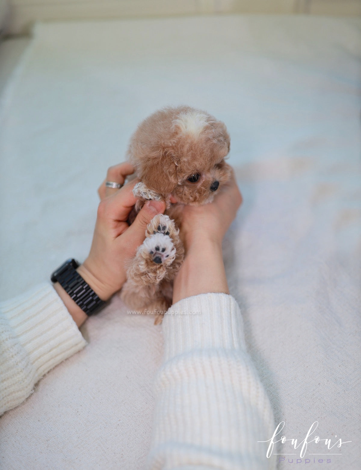 Kobe - Maltipoo M.