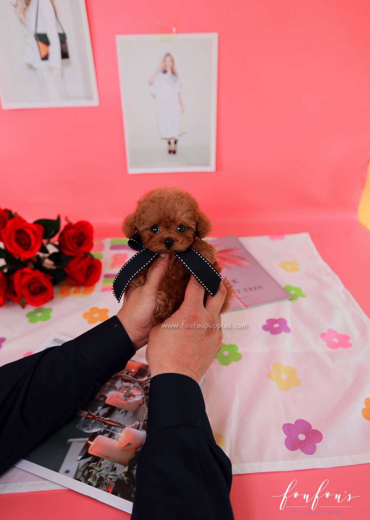 Rouge - Poodle F.