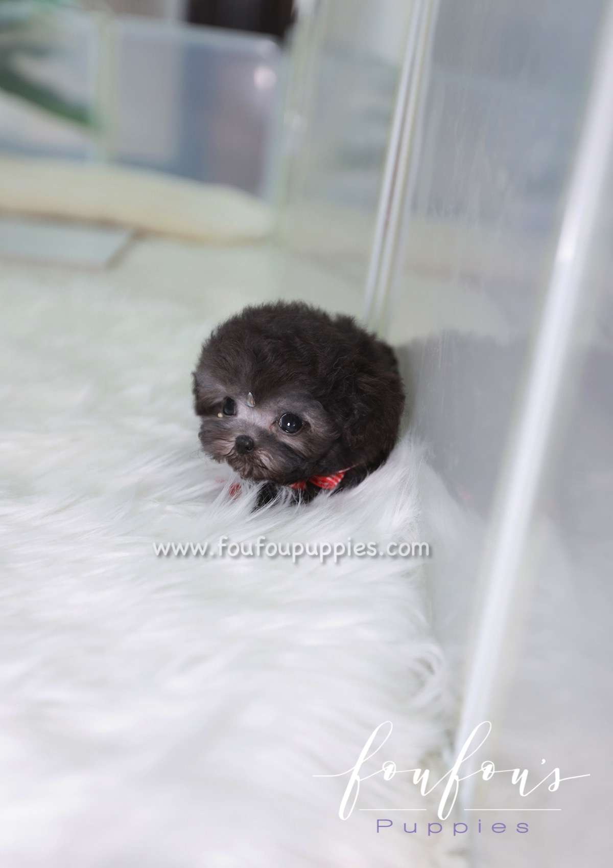Dahlia - Poodle F.