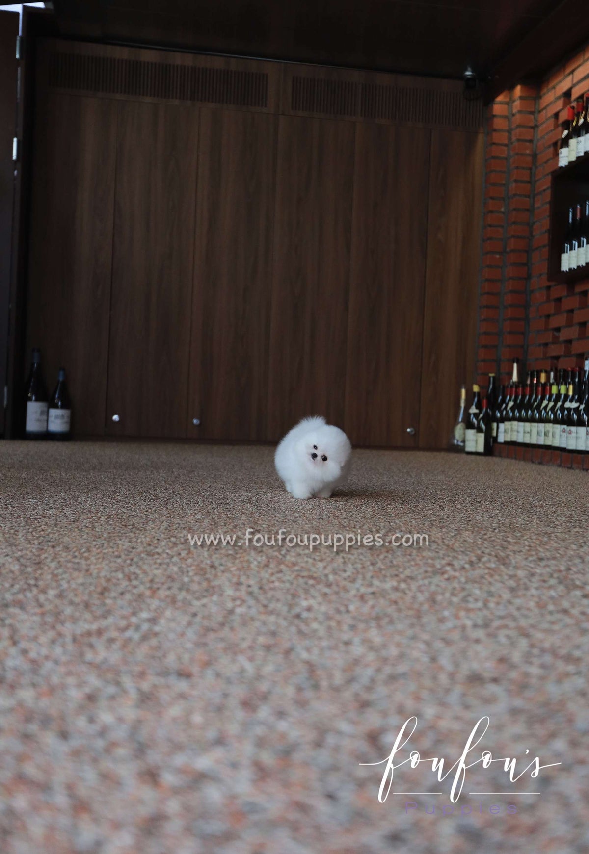 Qamar - Pomeranian F.