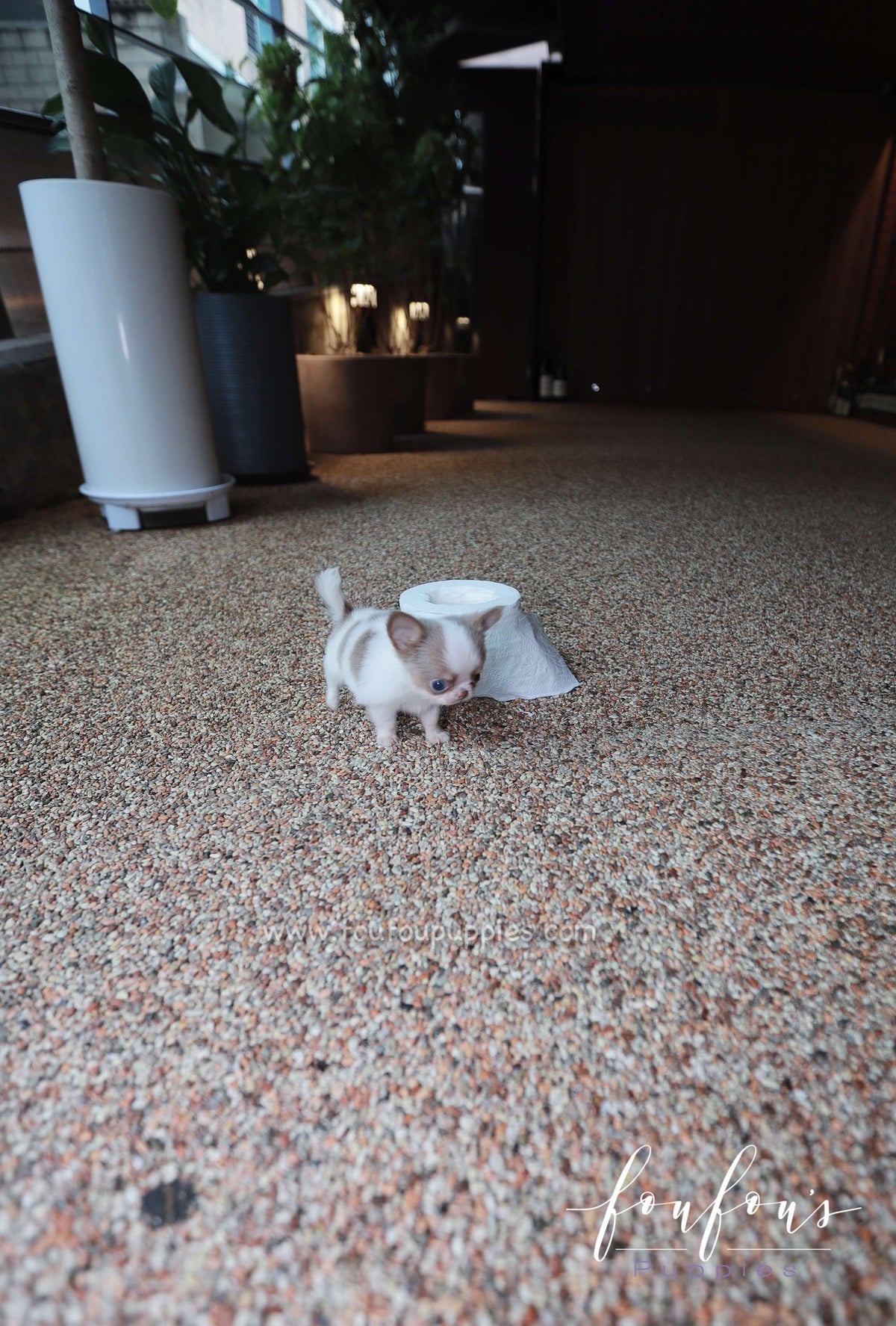 Tartufo - Chihuahua M.