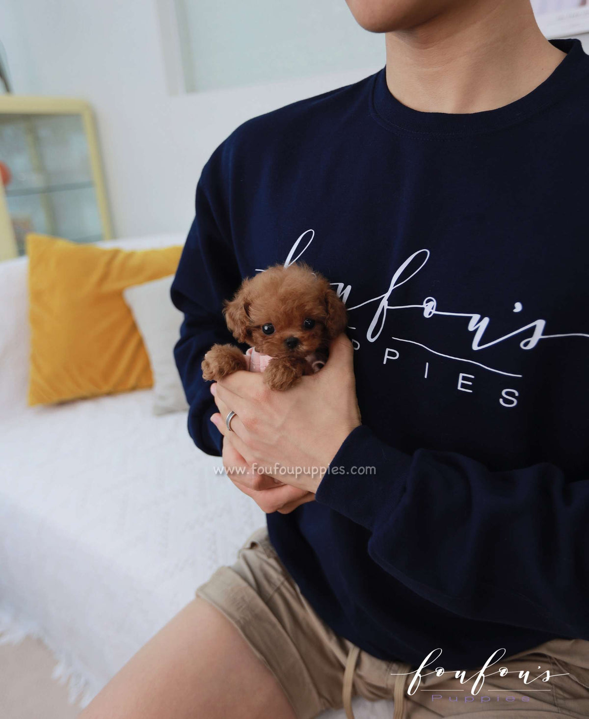 Nala - Poodle F.