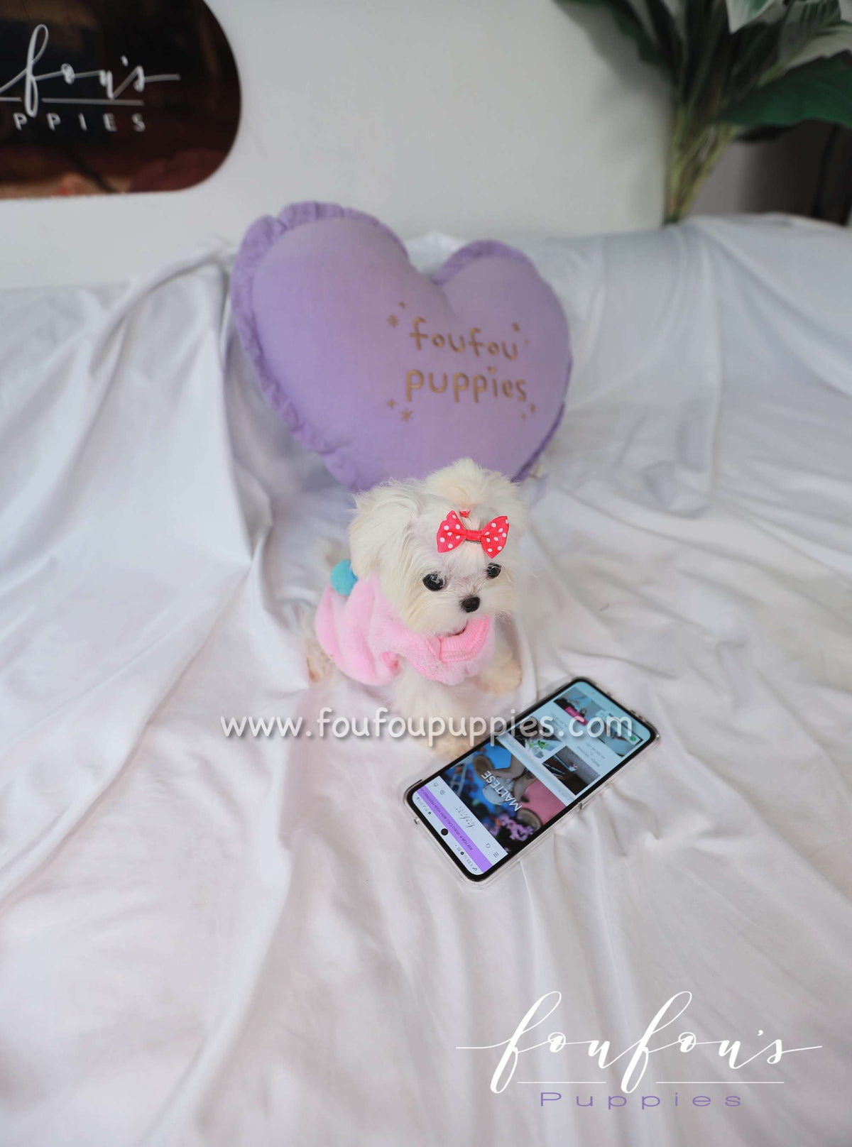 Joy - Maltese F.