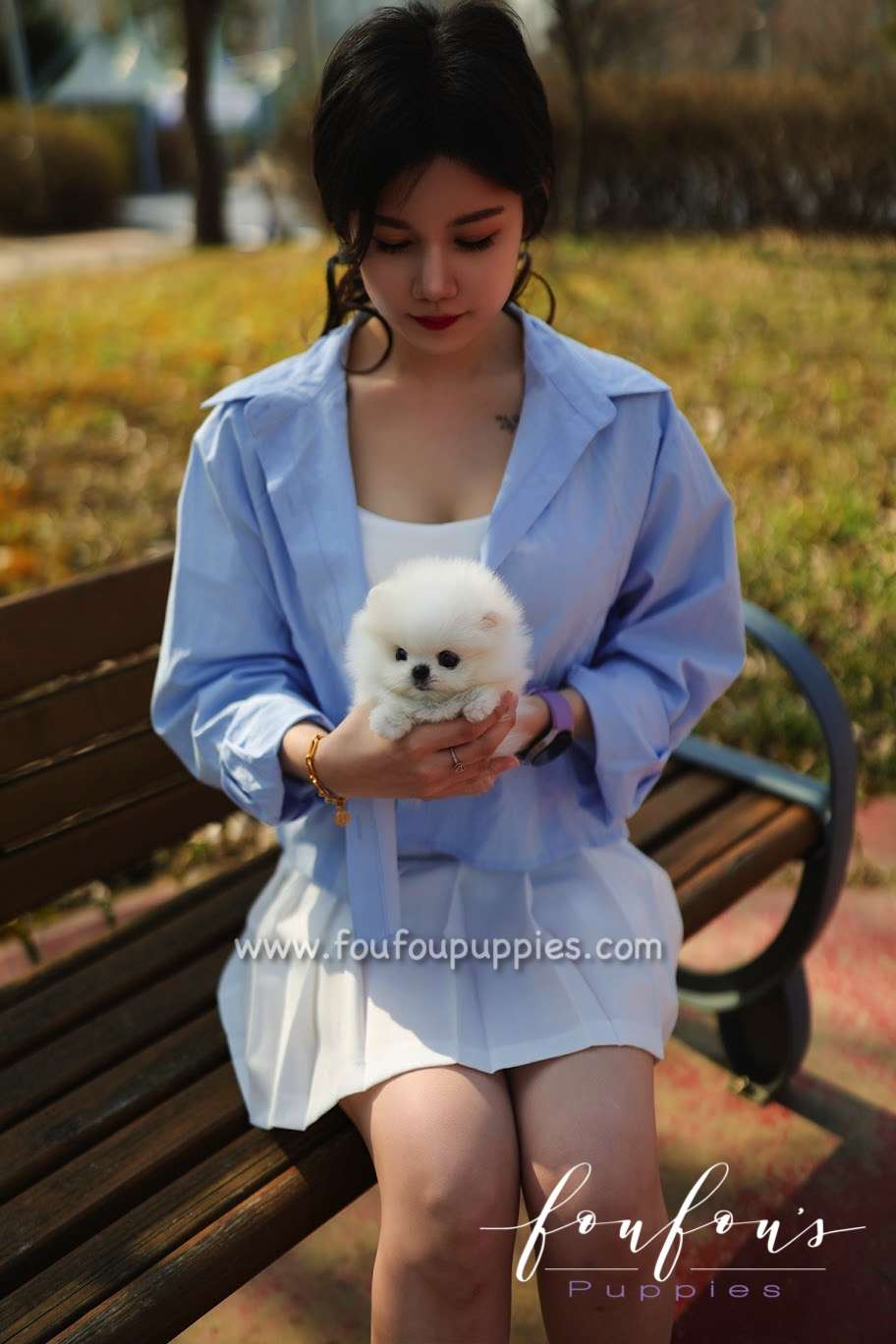 Bijou - Pomeranian F.