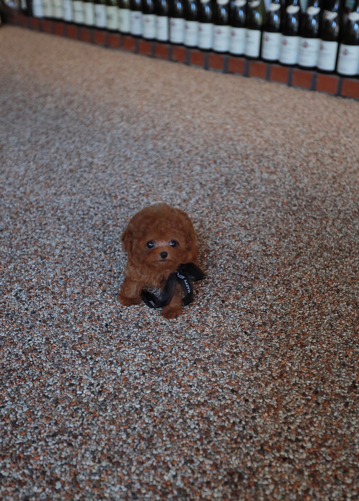 Beau - Poodle M.