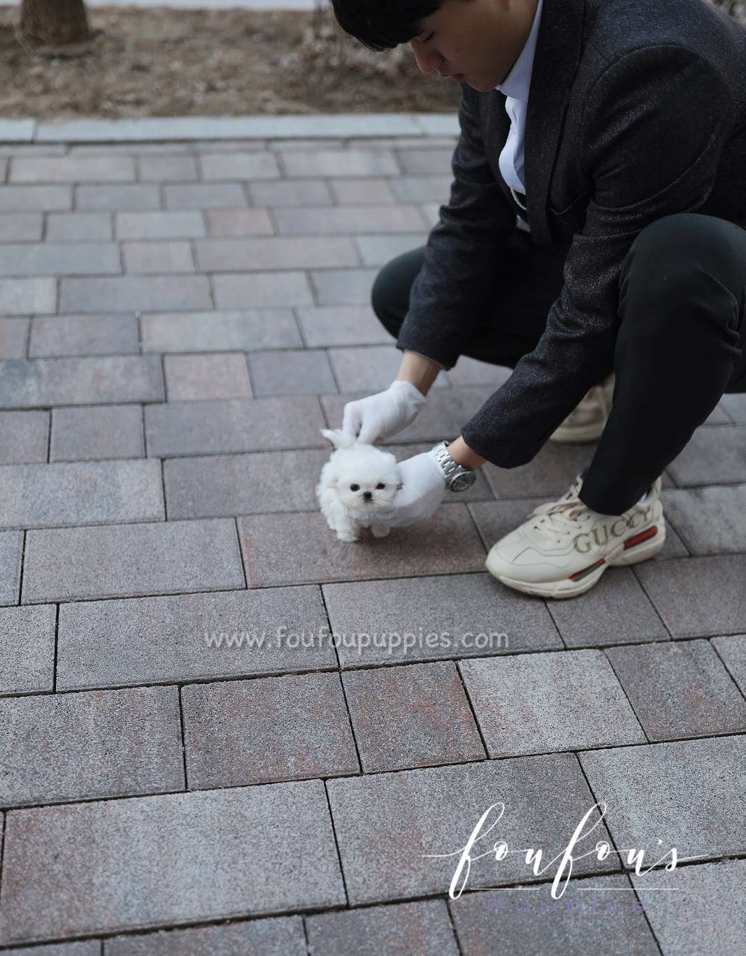 Yeti - Maltese M.