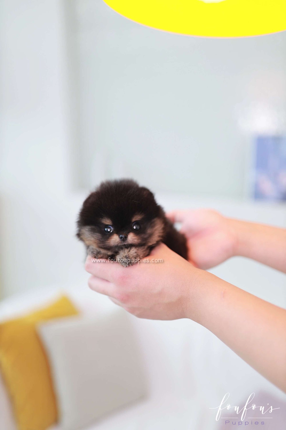 Teeny - Pomeranian M.