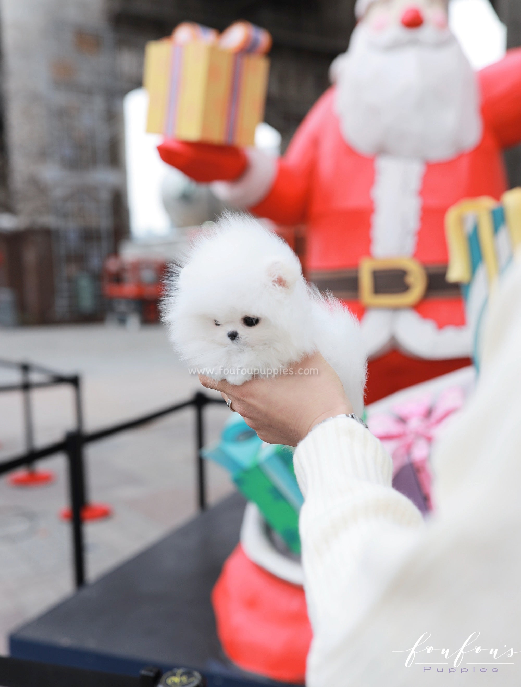 Frostine - Pomeranian F.