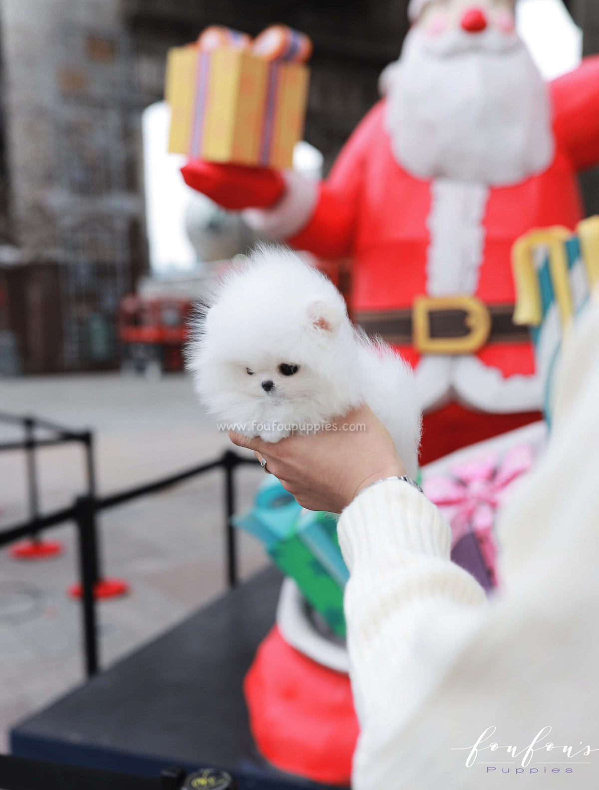 Frostine - Pomeranian F.