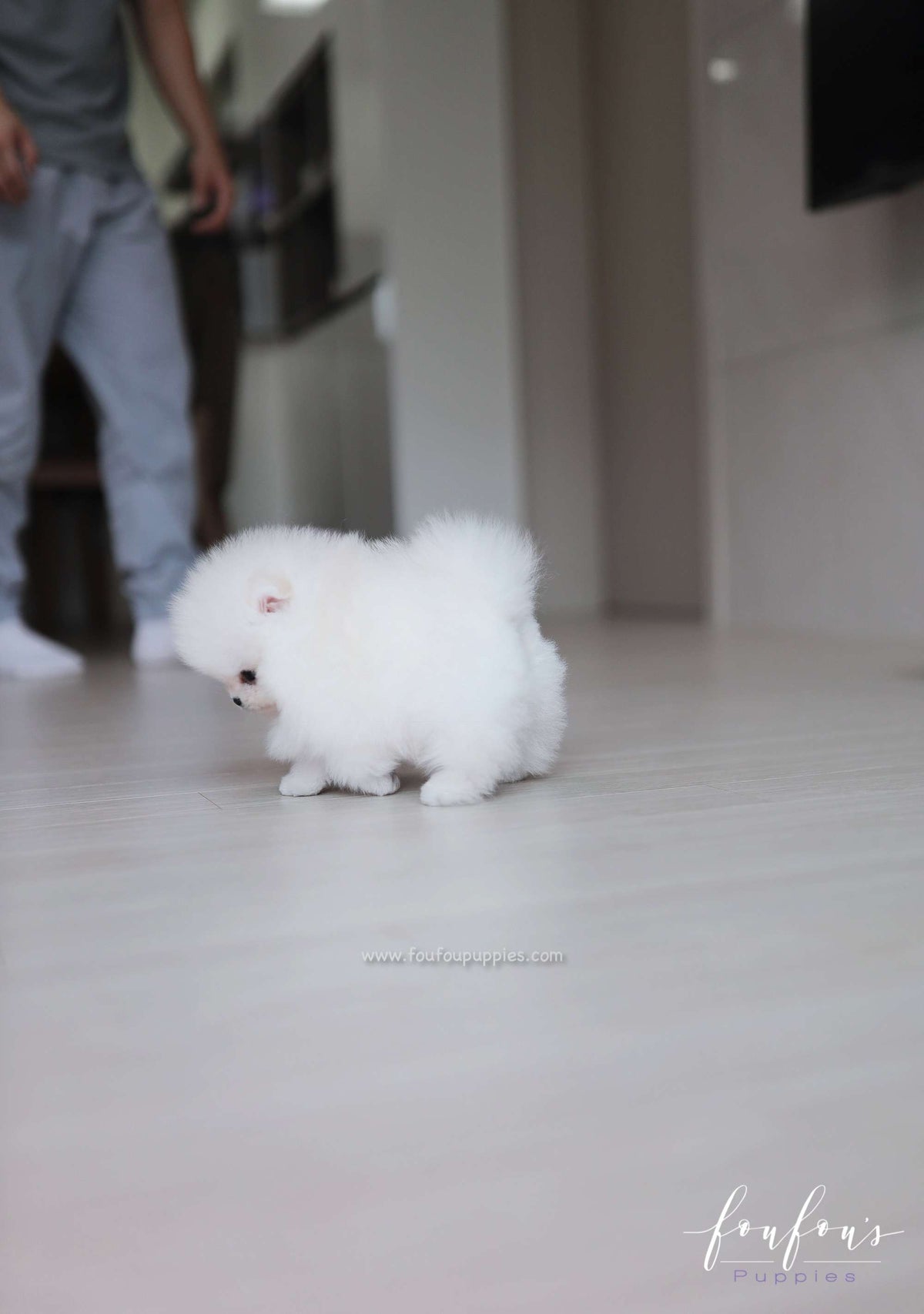 Maximillian - Pomeranian M.