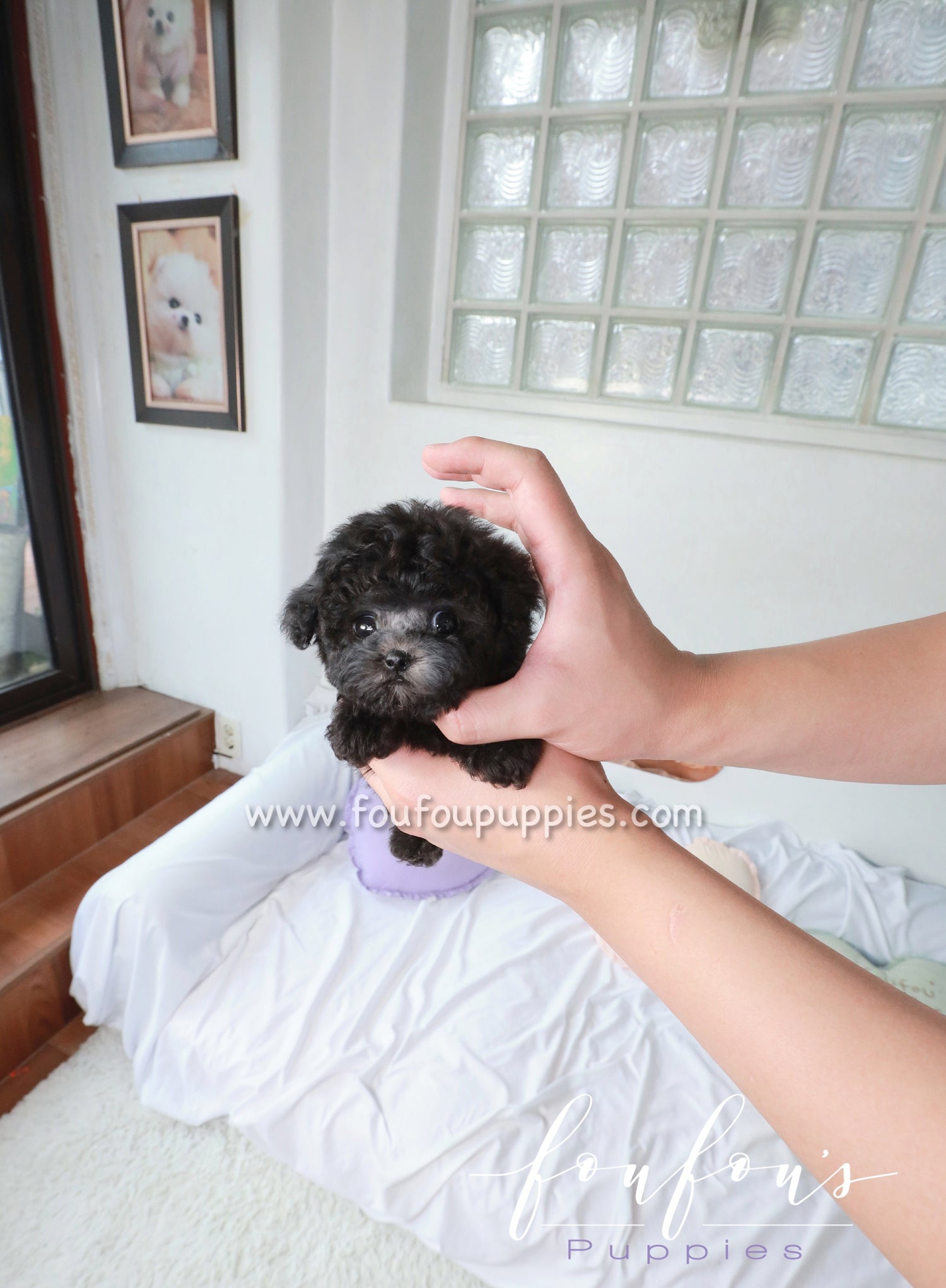 Kiel - Poodle M.